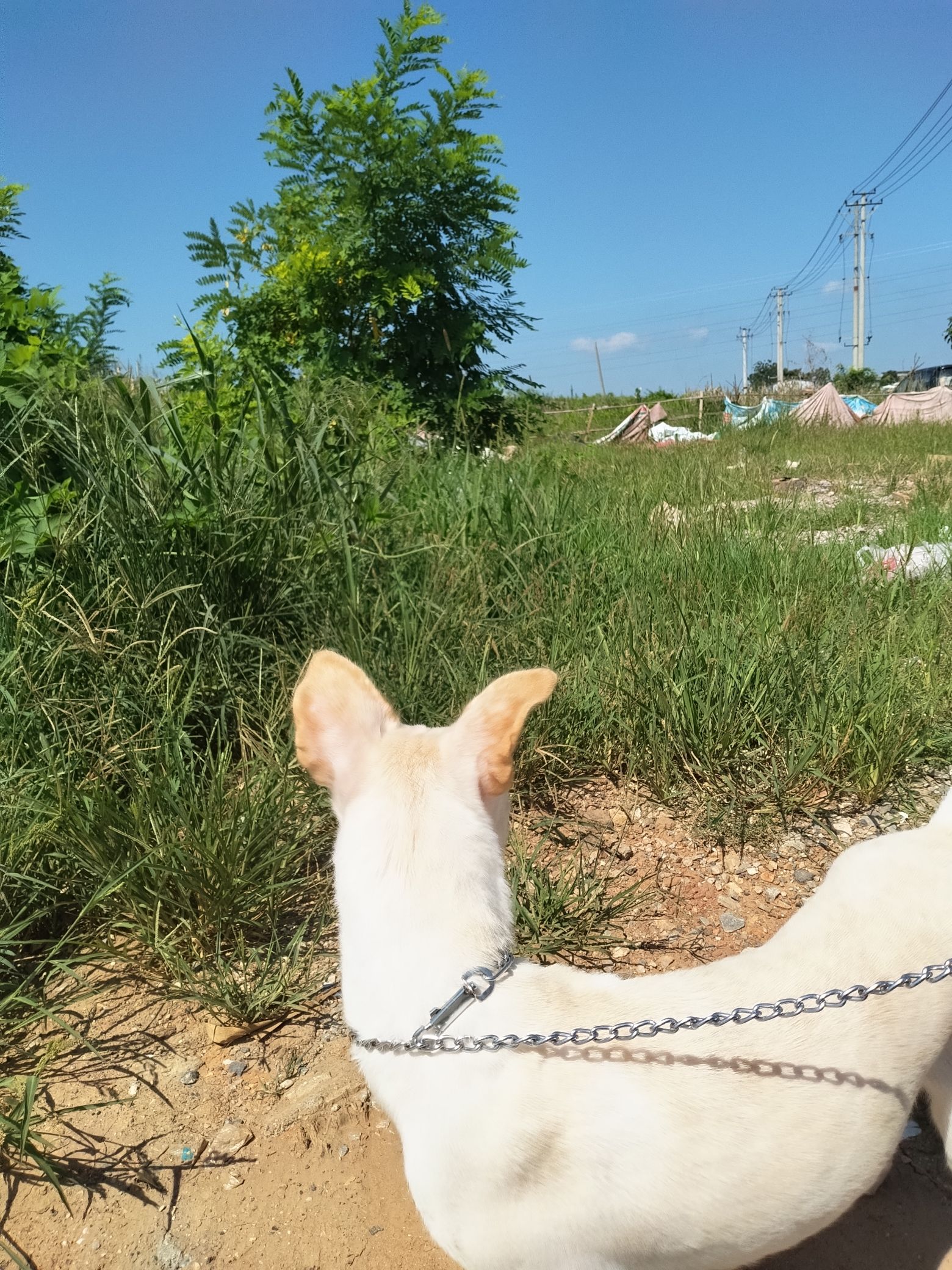 赛田公园旅行图片 3