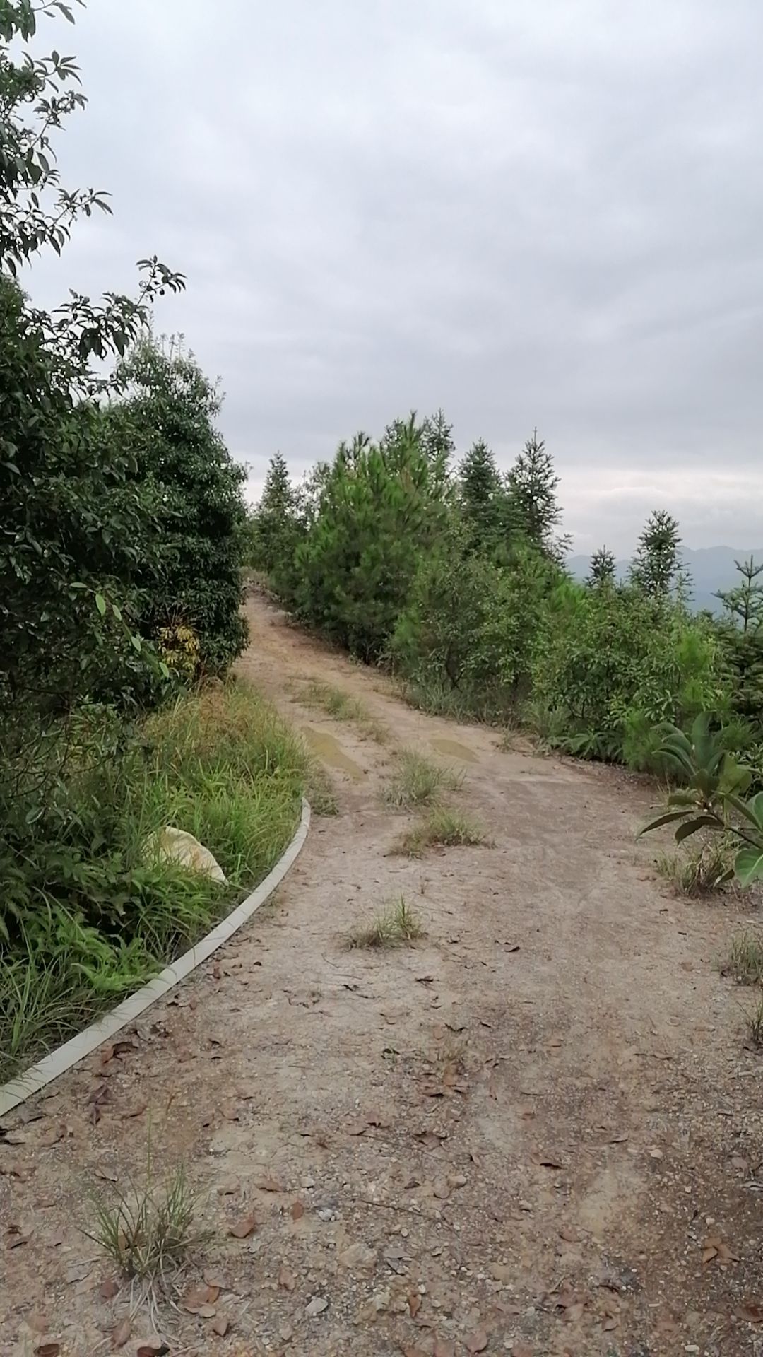 漳平梅龙山森林公园旅行图片 1