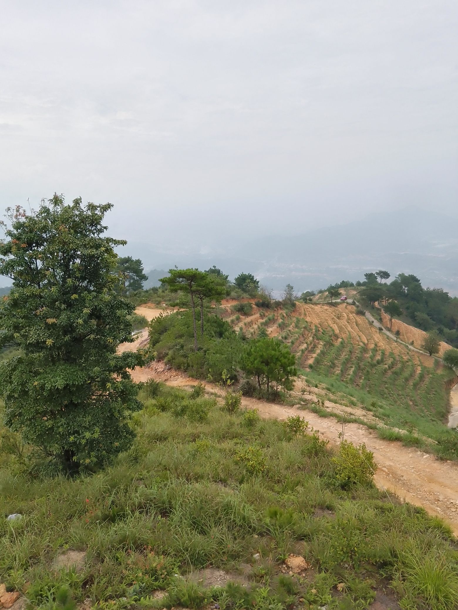 漳平梅龙山森林公园旅行图片 2