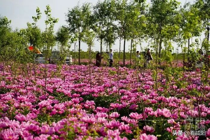 兴平市八里村芍药园