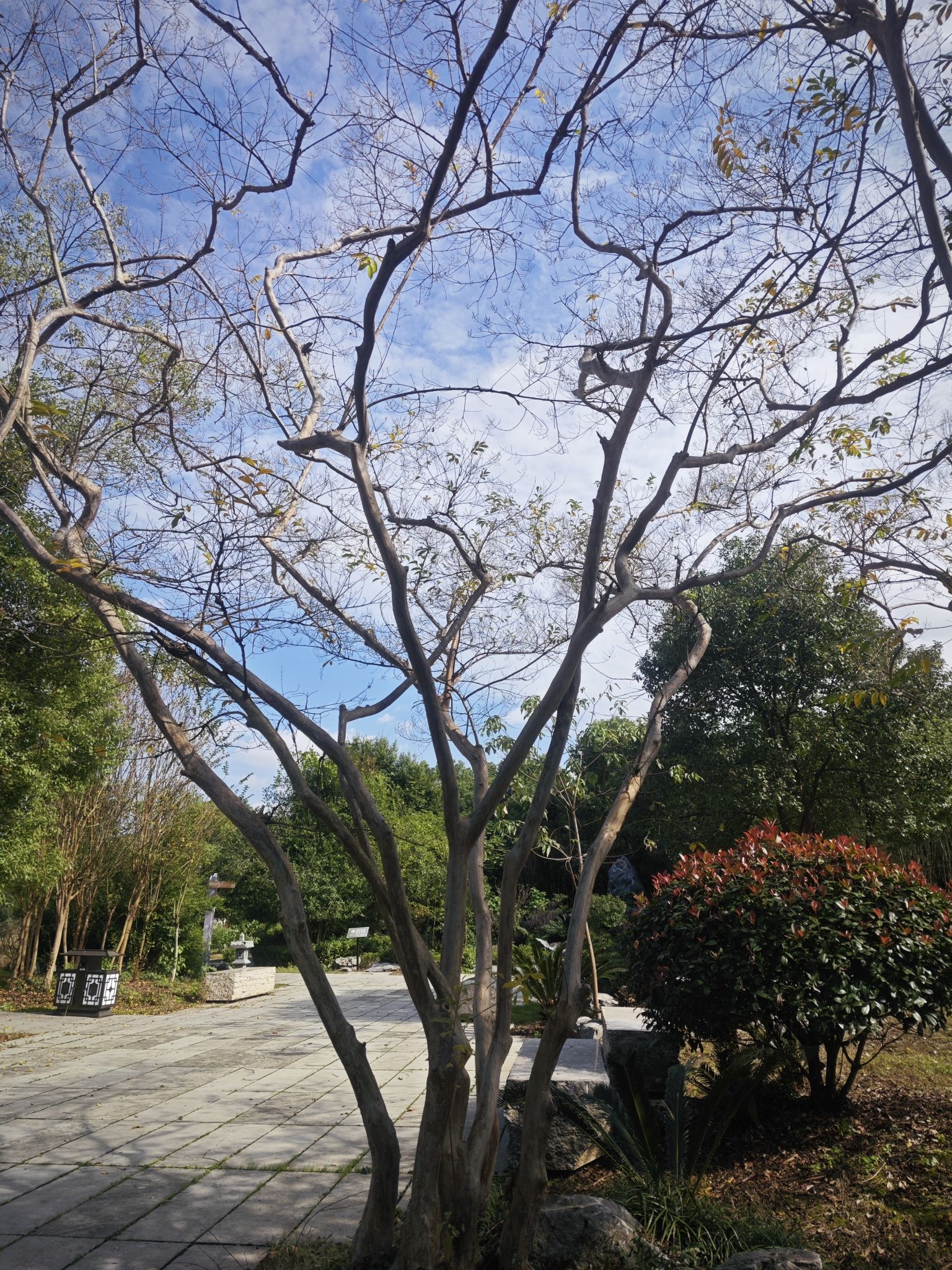 青原区国家森林公园旅行图片 3