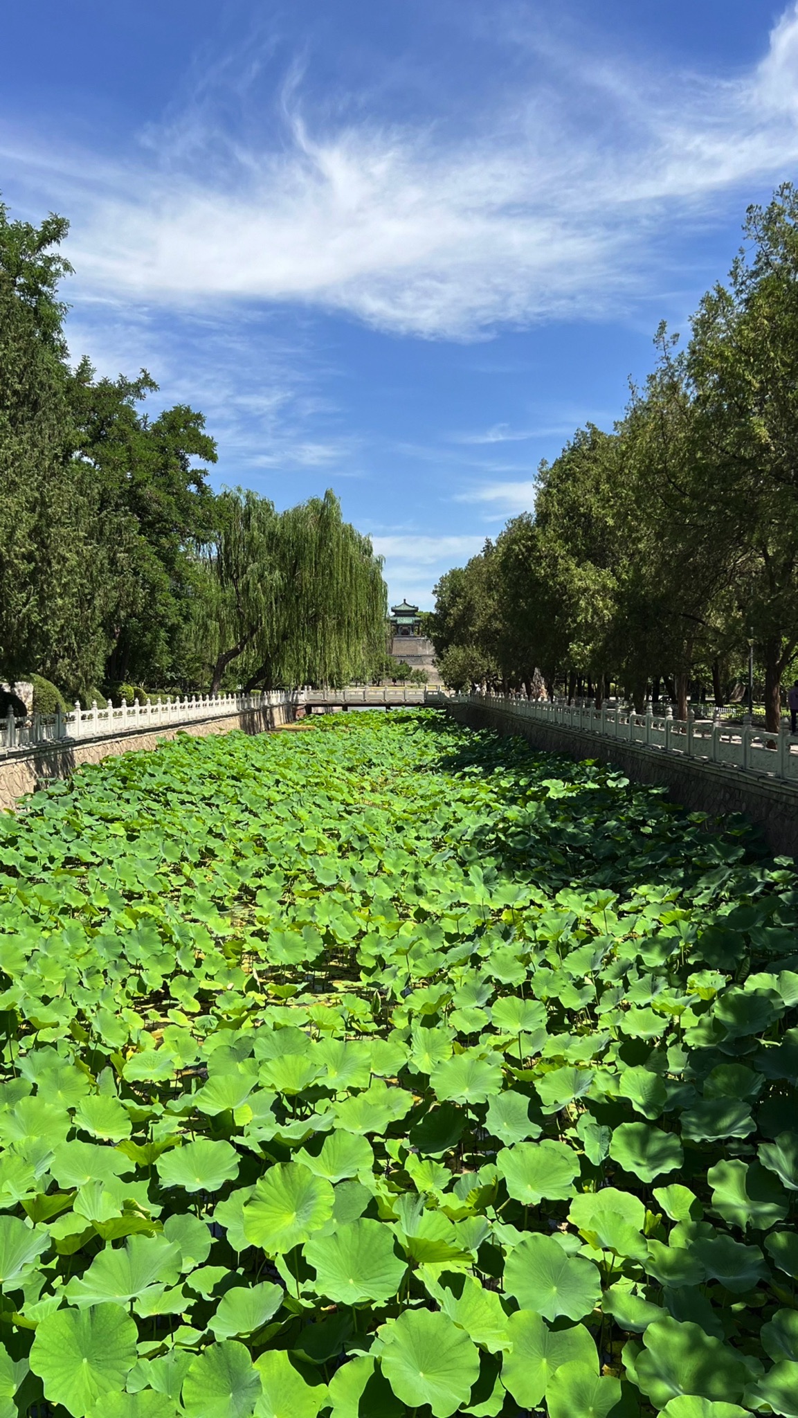 丛台公园-花园广场