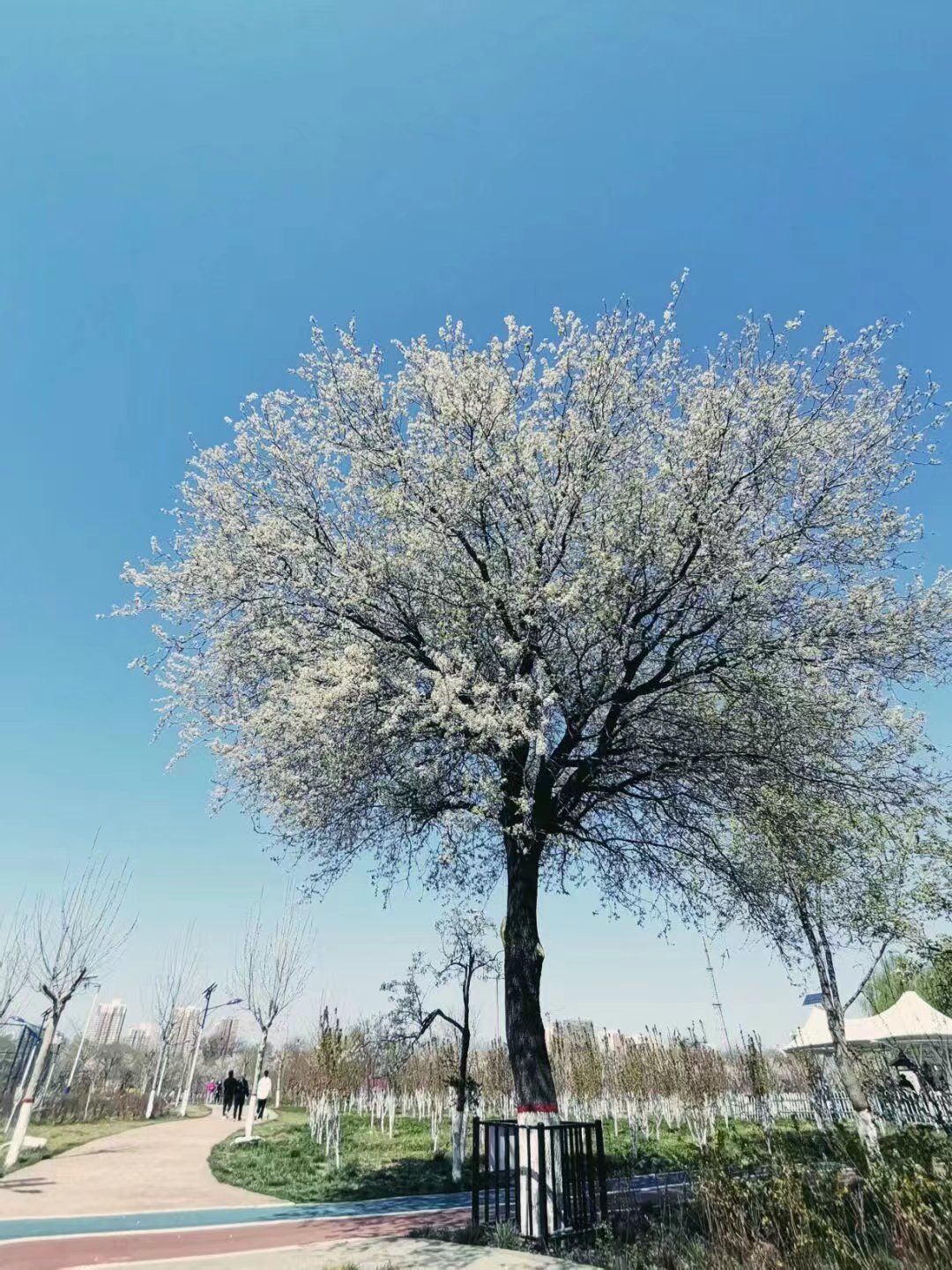 邯山区梨园公园旅行图片 1