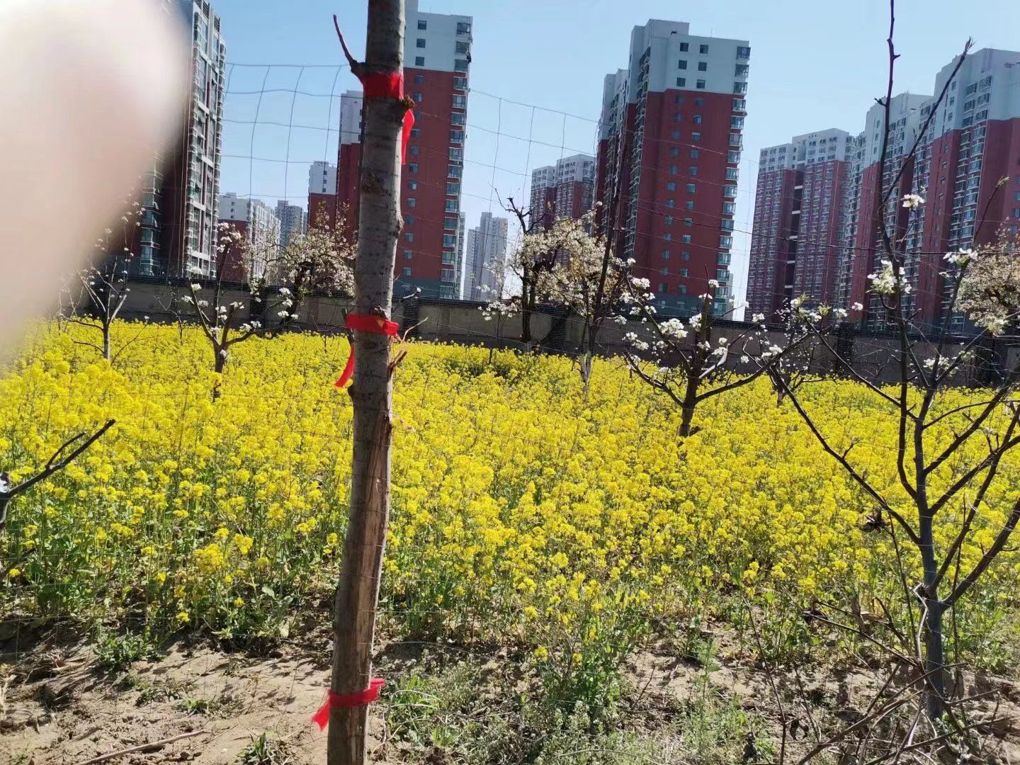 邯山区梨园公园旅行图片 3