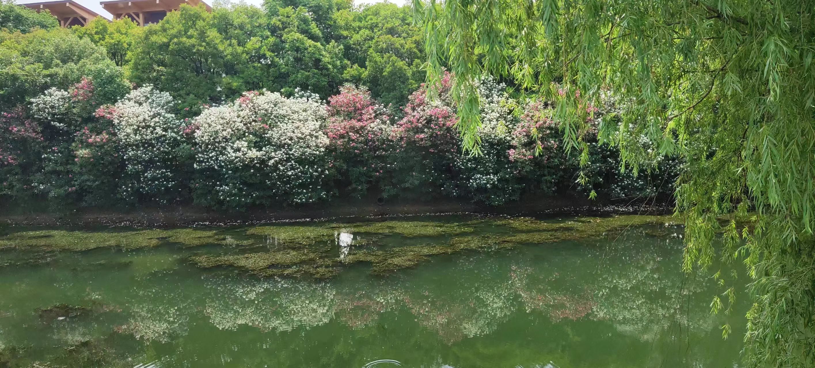百鸟滩夕阳观景点旅行图片 1