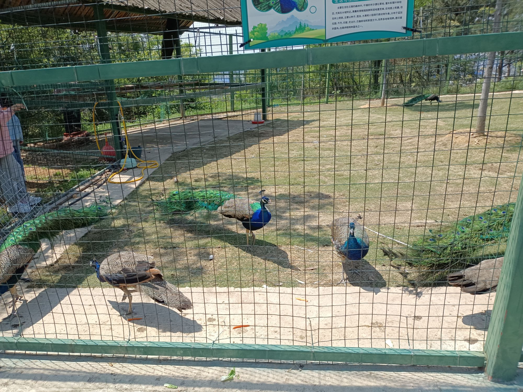 新港动物观赏园旅行图片 2
