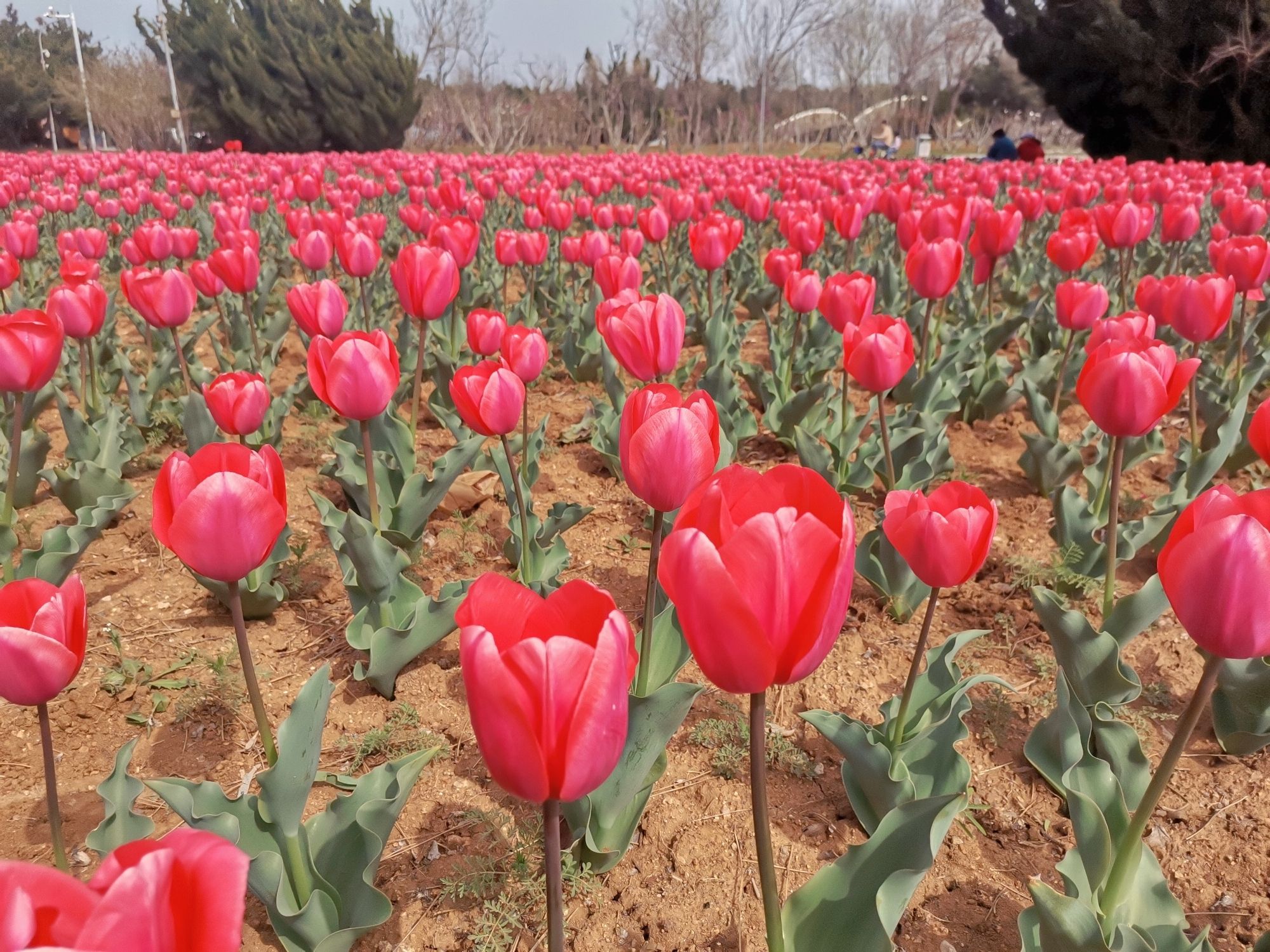 逛荡河绿地公园旅行图片 3