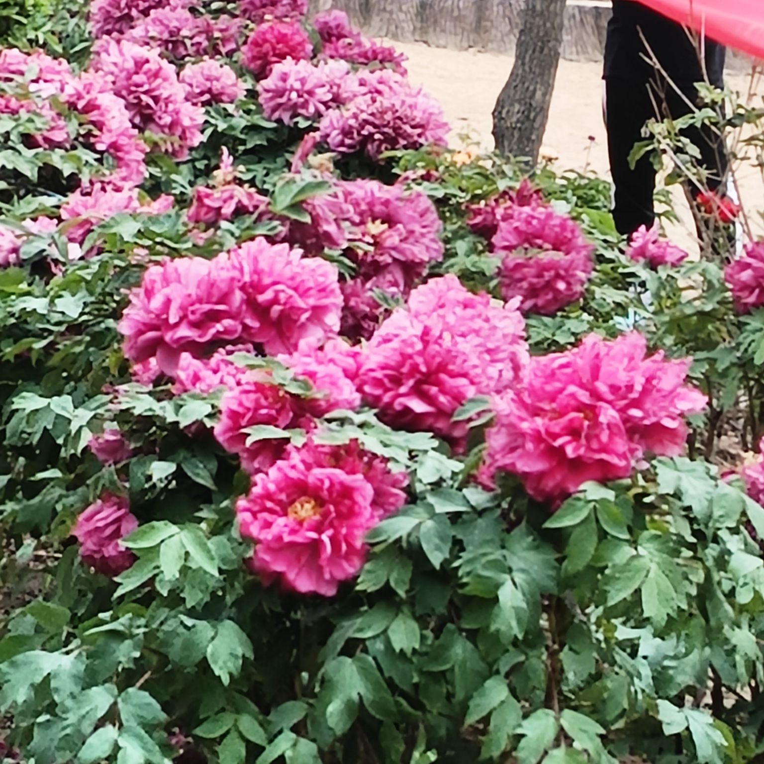 平度市牡丹园旅行图片 2