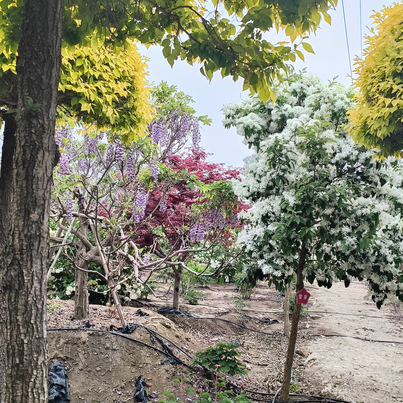 平度市牡丹园旅行图片 3