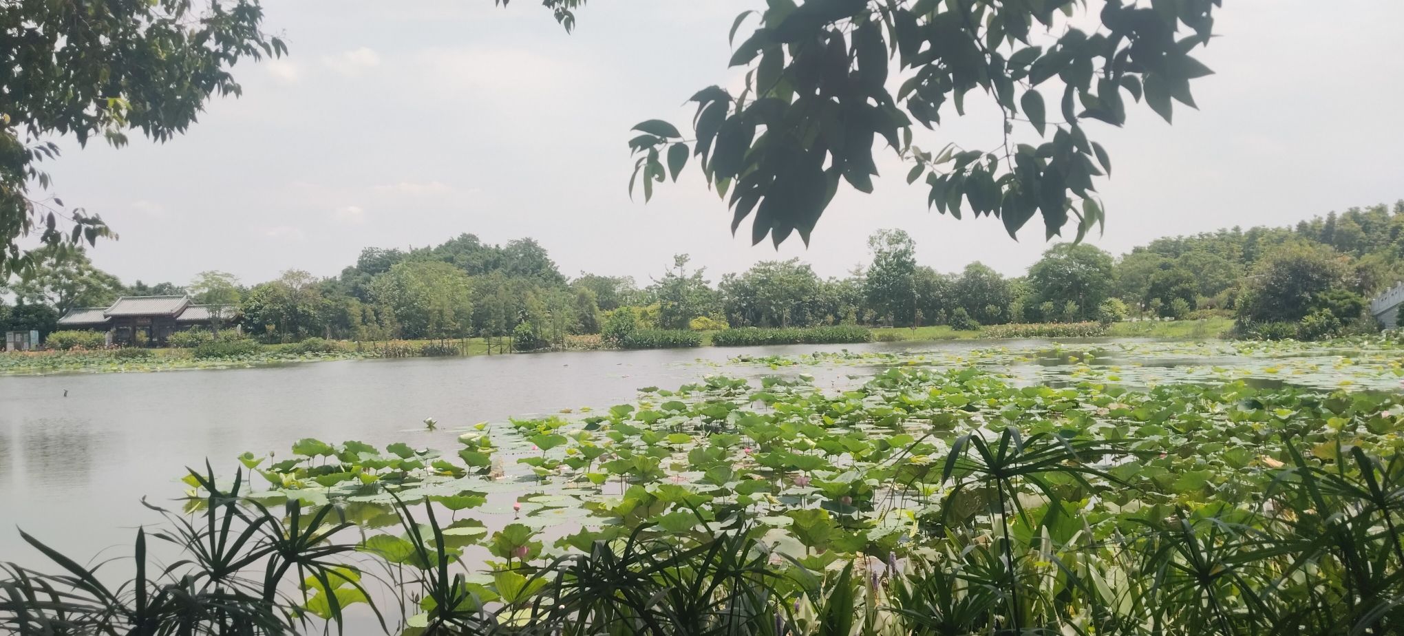 太平凤凰湖公园旅行图片 1