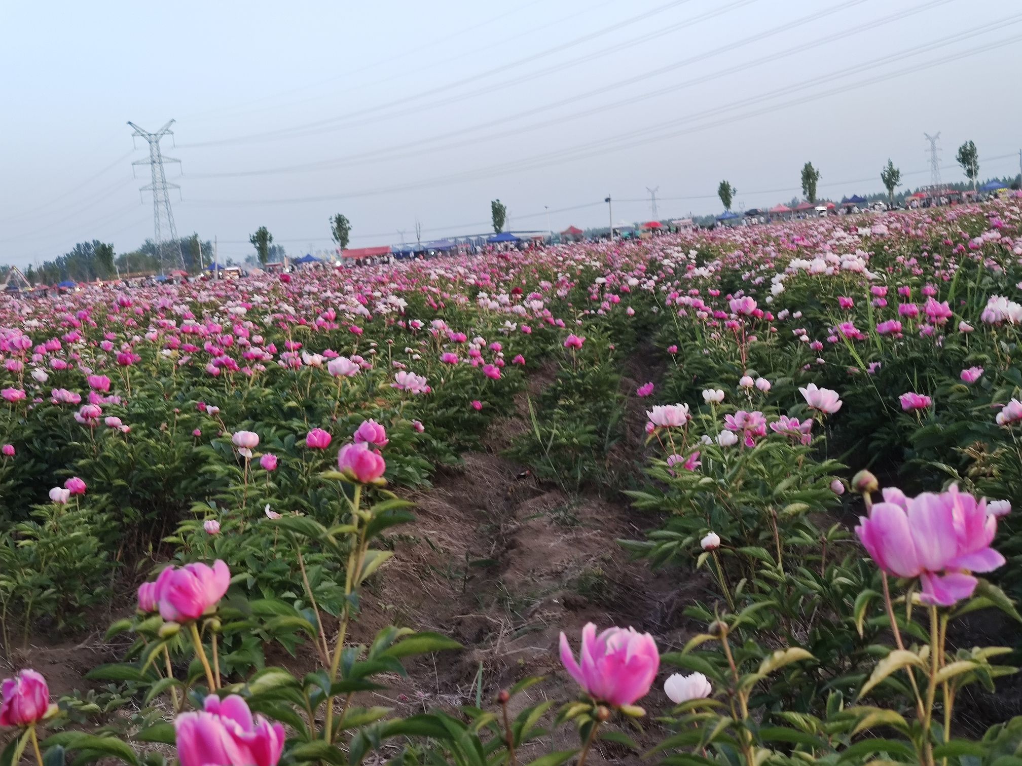 四季花海旅行图片 2