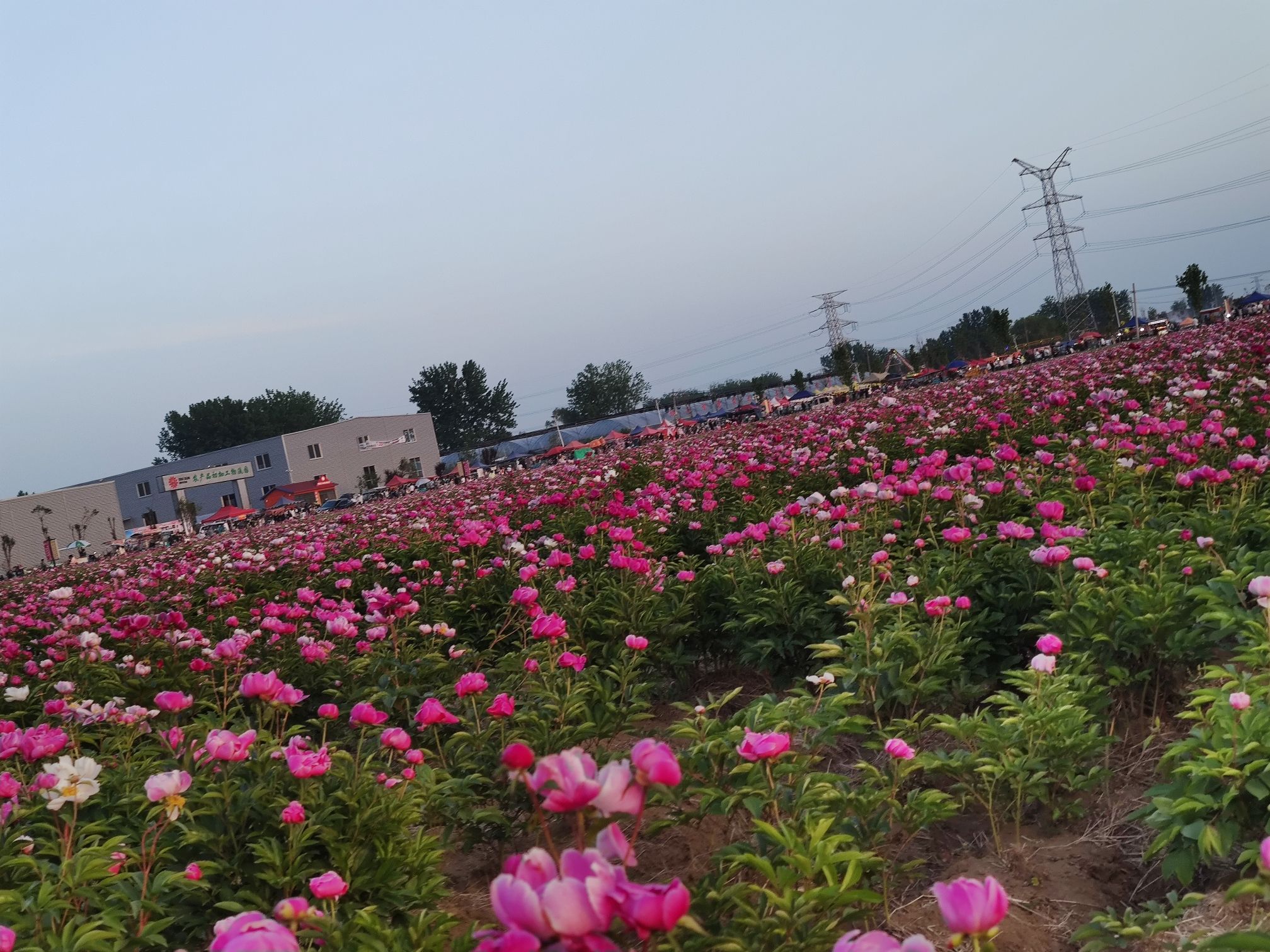 四季花海旅行图片 1
