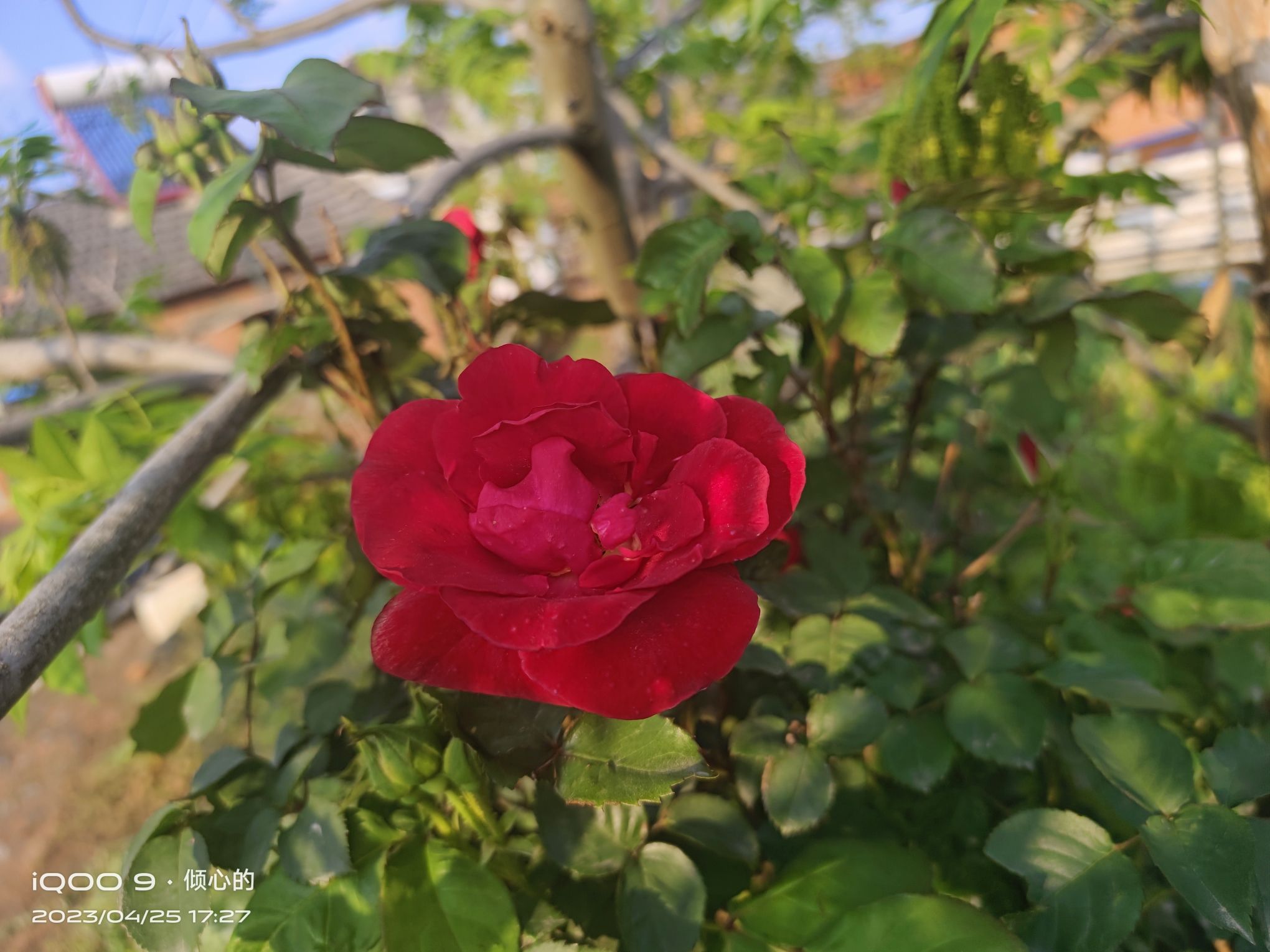 四季花海旅行图片 2
