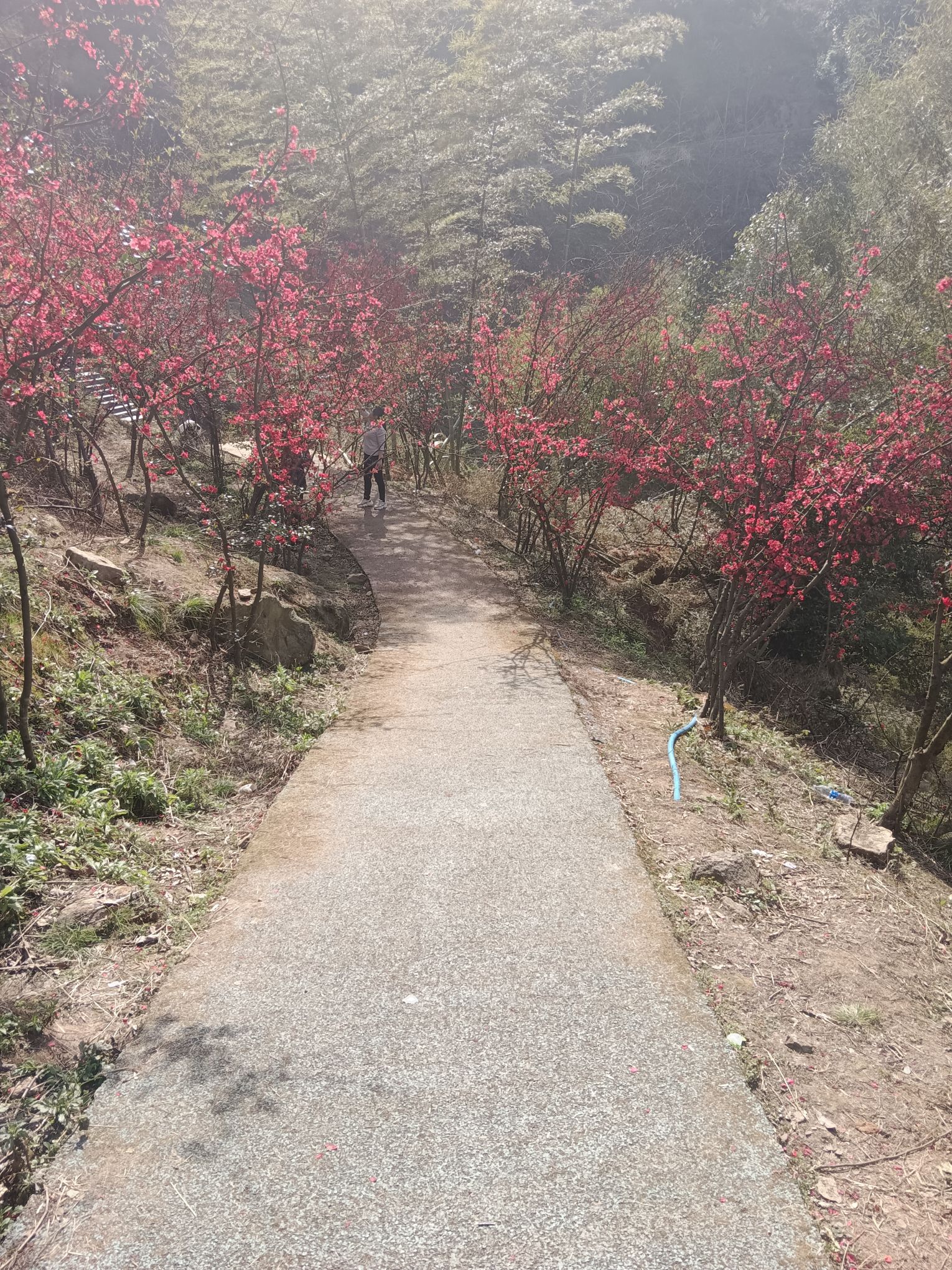 阳光花海旅行图片 1