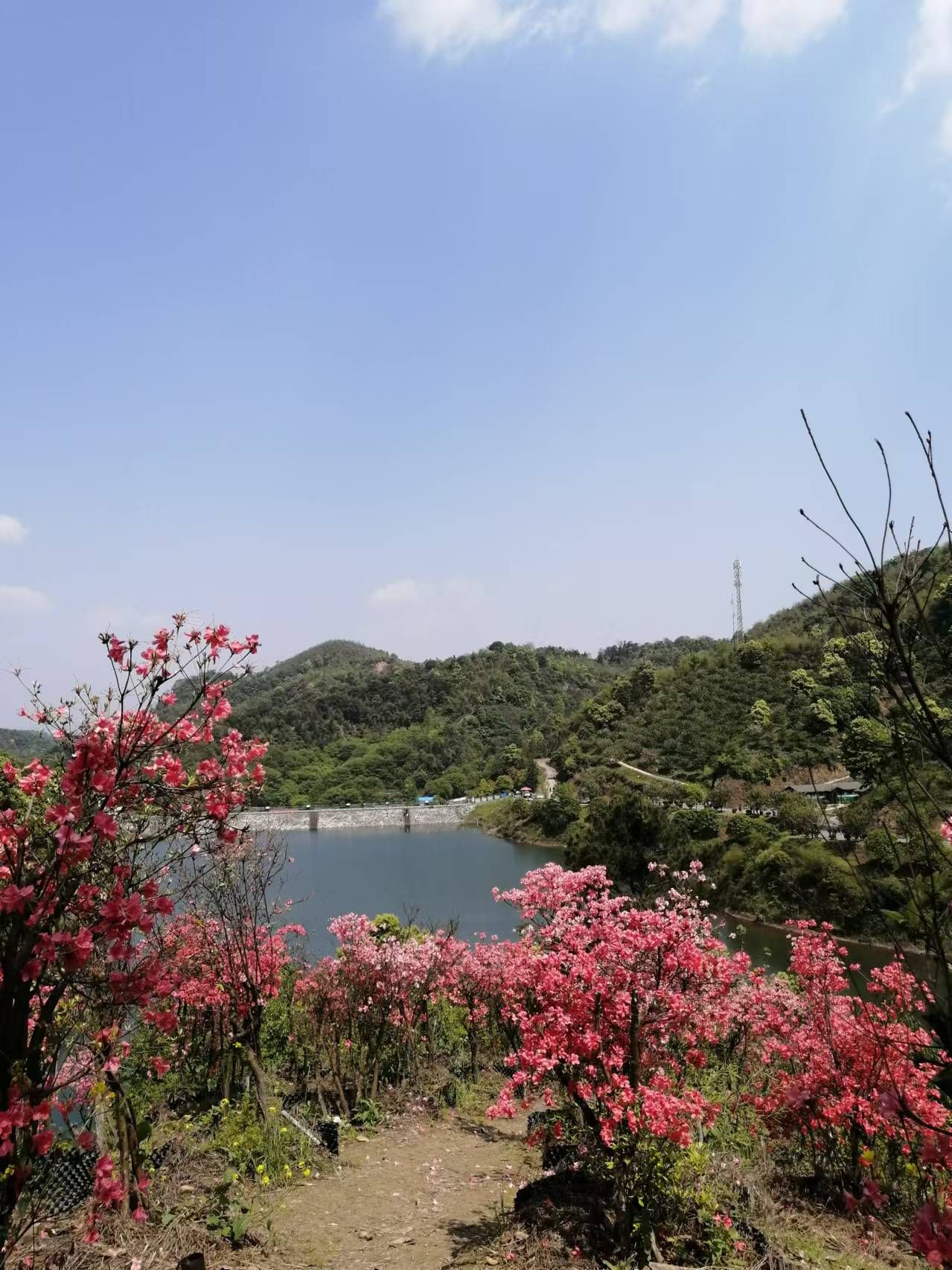 阳光花海旅行图片 1