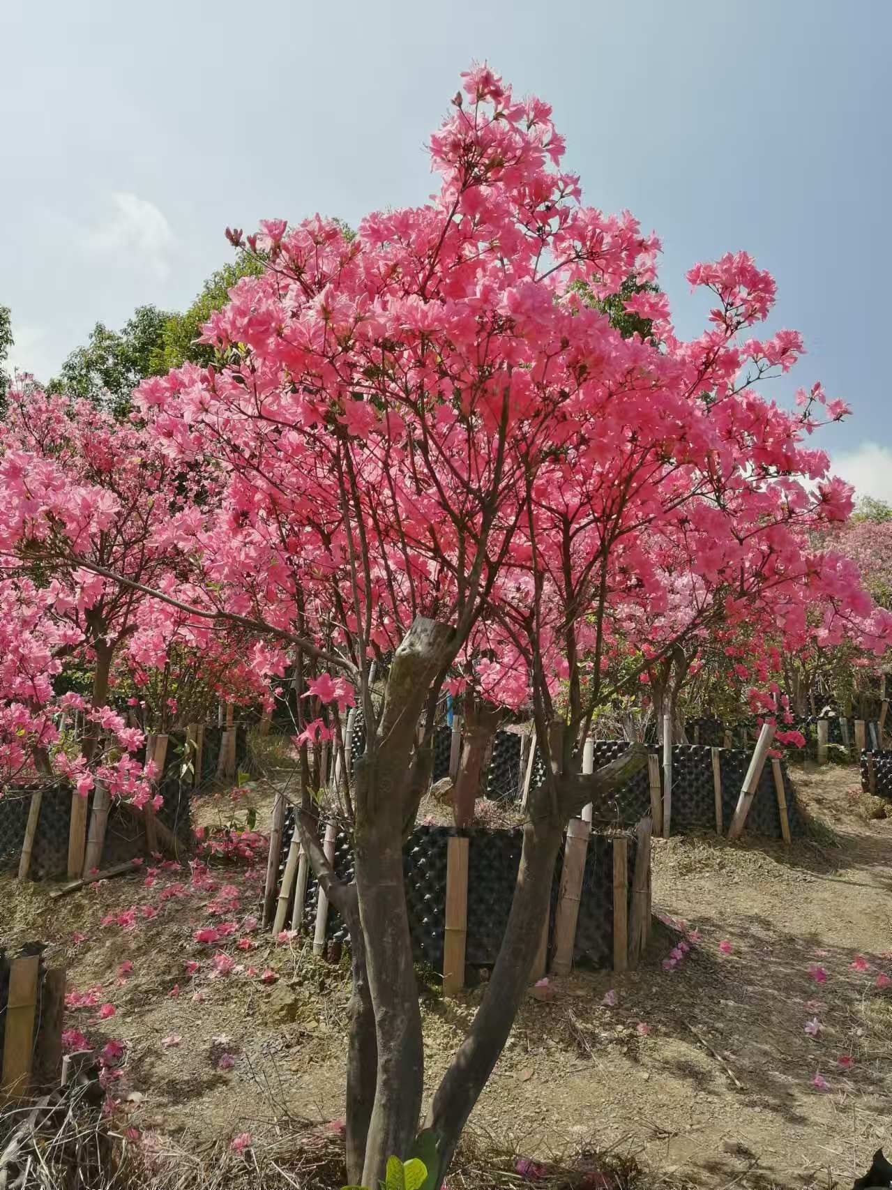 阳光花海旅行图片 2