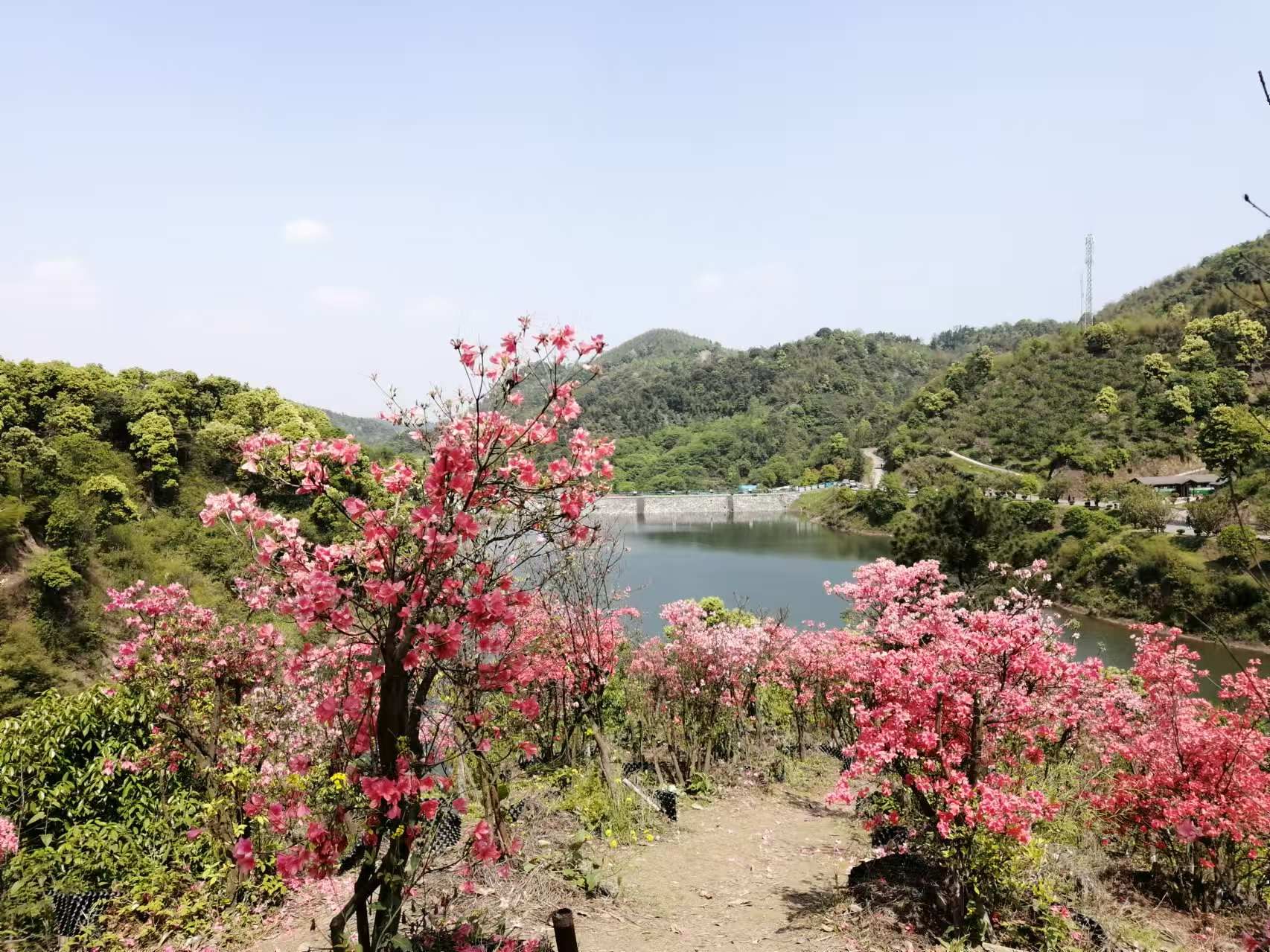 阳光花海旅行图片 3