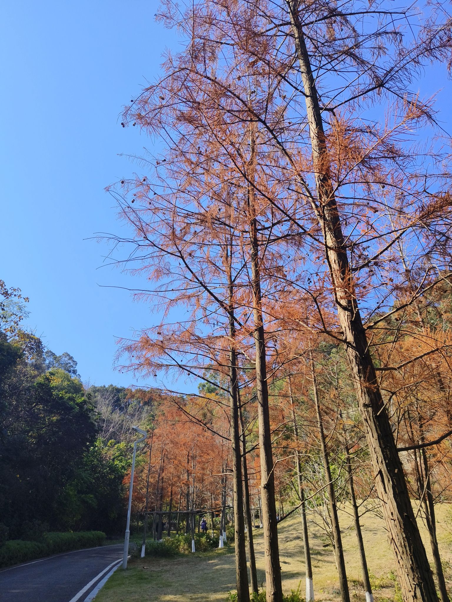 福山郊野公园旅行图片 3