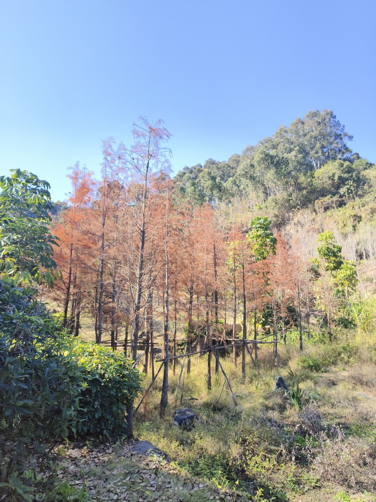 福山郊野公园旅行图片 2