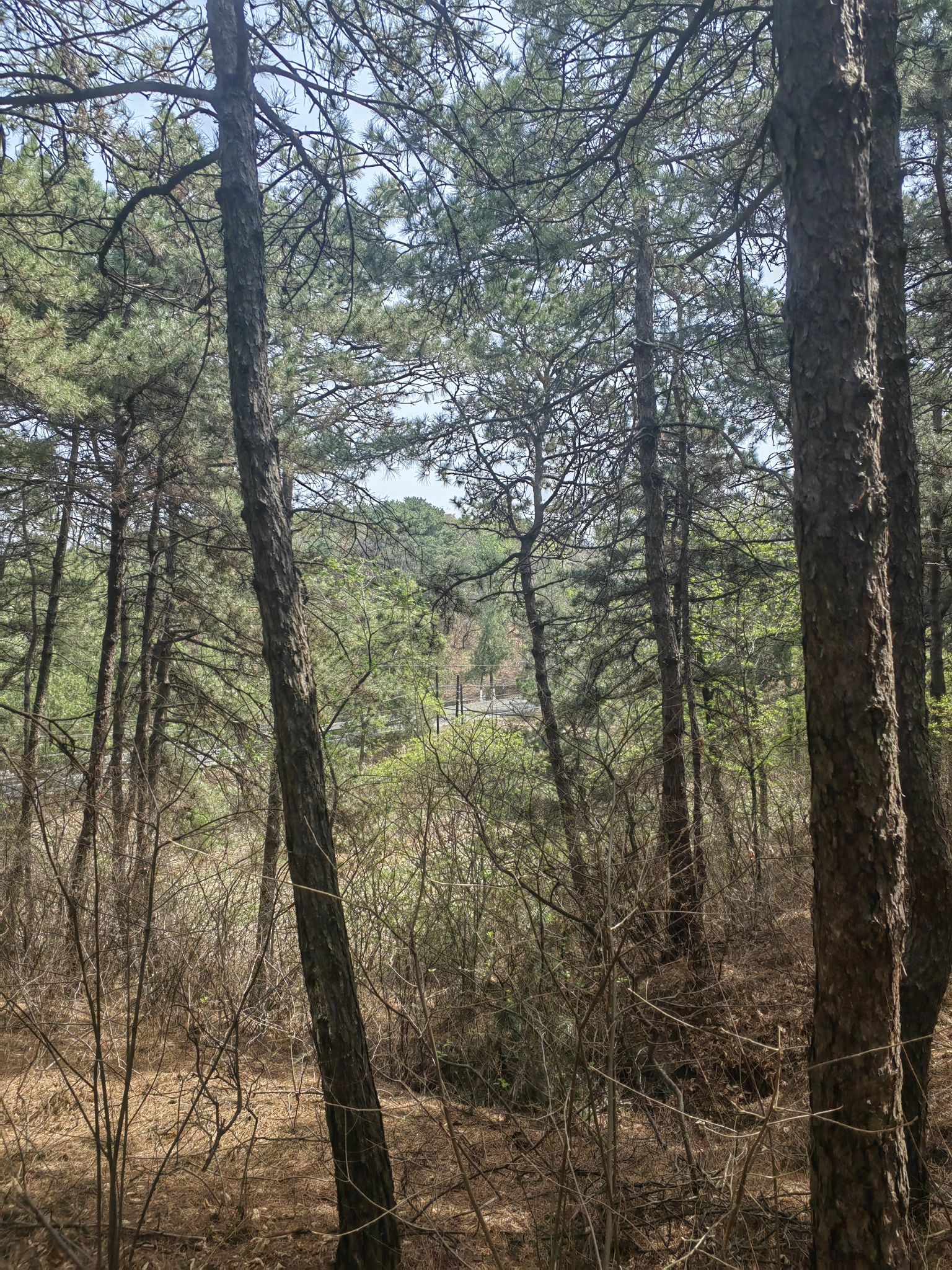 大石山森林公园旅行图片 3