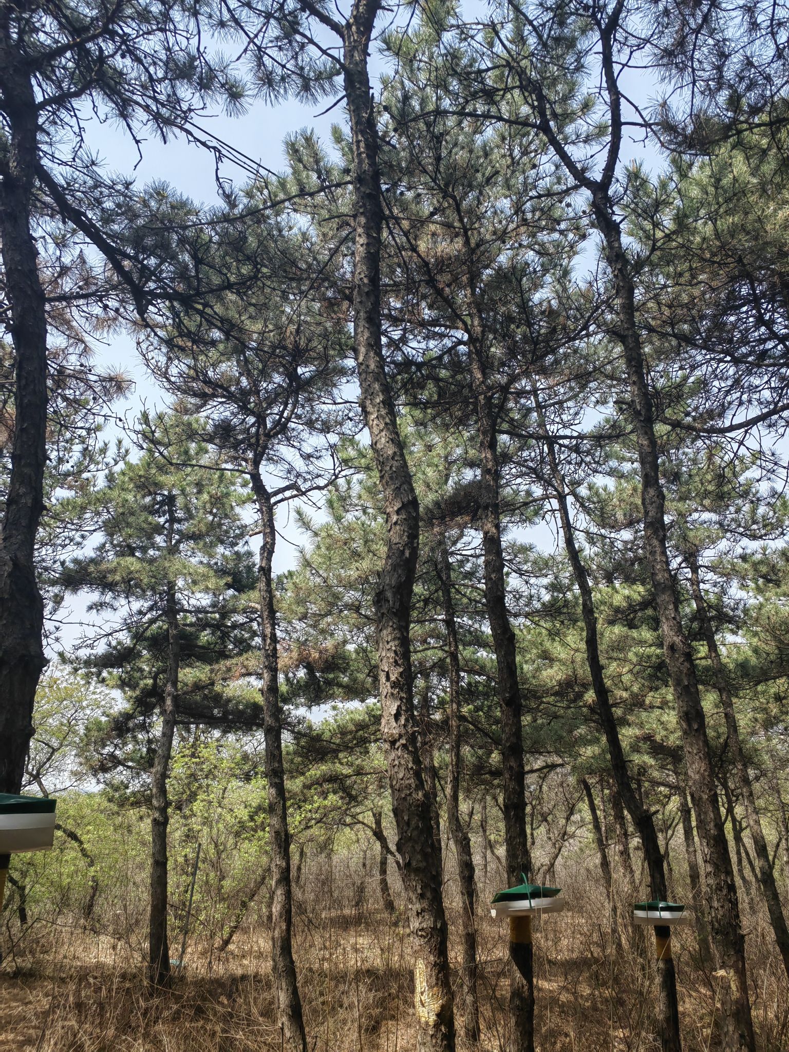 大石山森林公园旅行图片 2