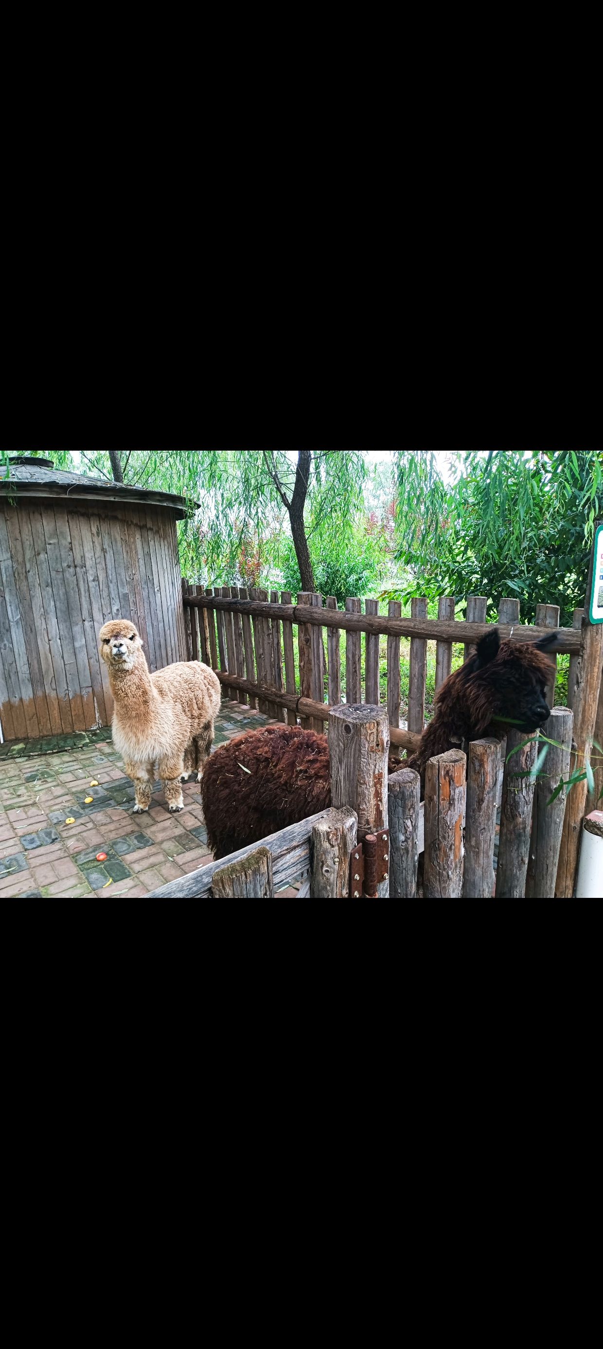 荆东小镇动物园(暂停开放)旅行图片 3
