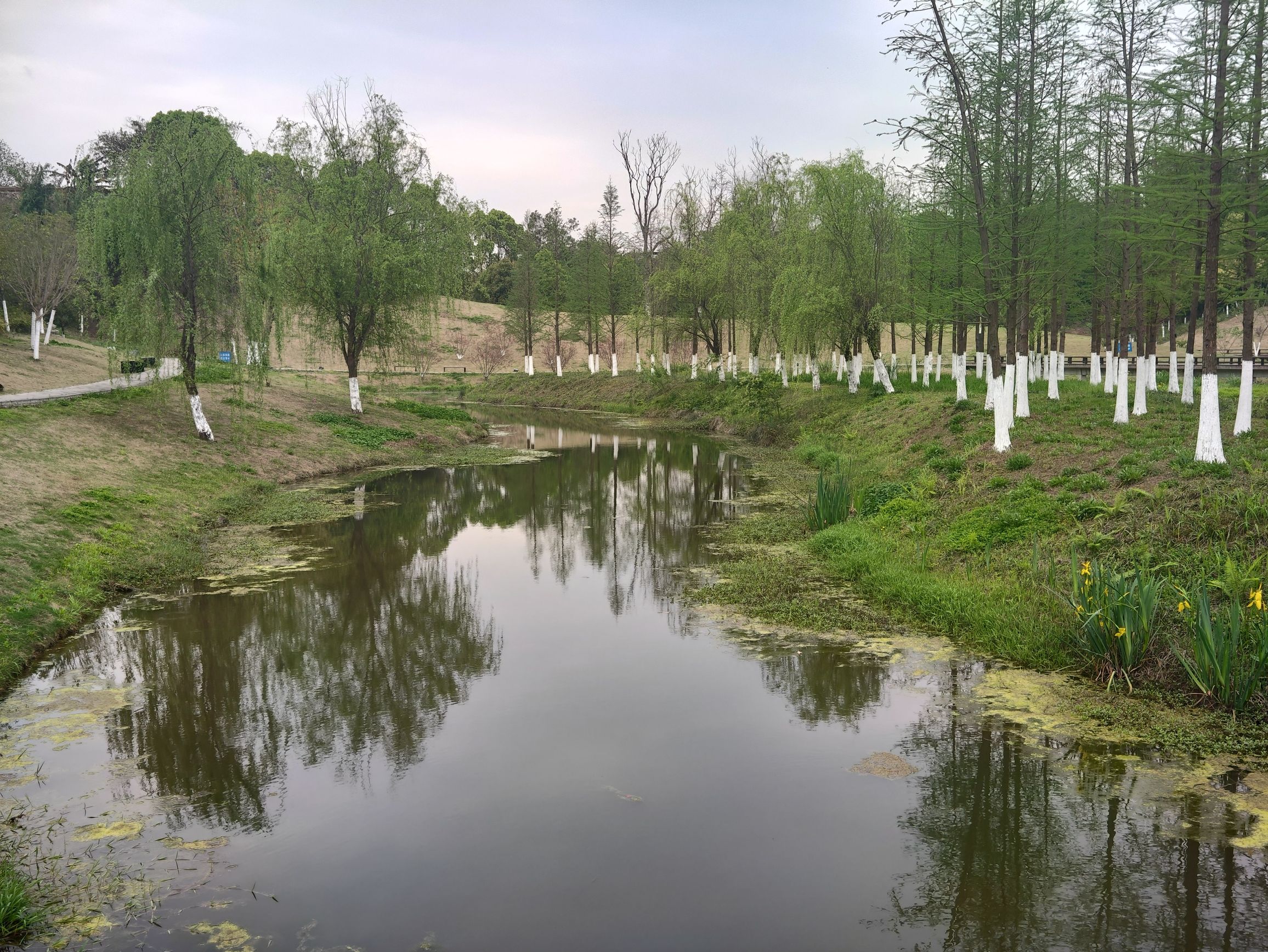 青凤湿地公园旅行图片 3