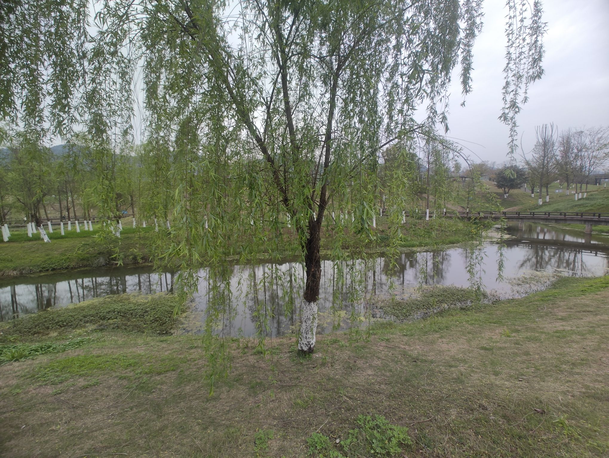青凤湿地公园旅行图片 2