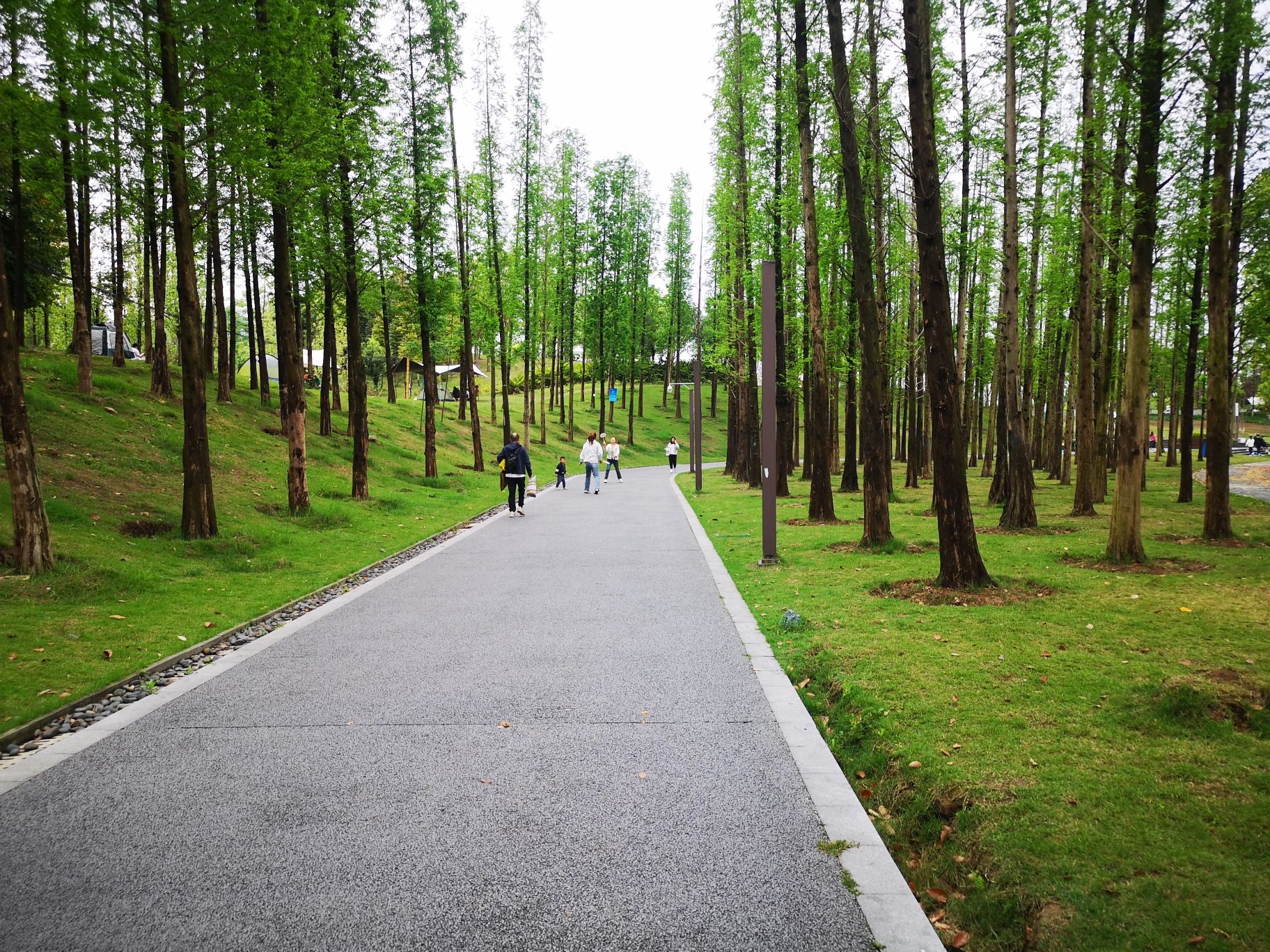 青凤湿地公园旅行图片 3