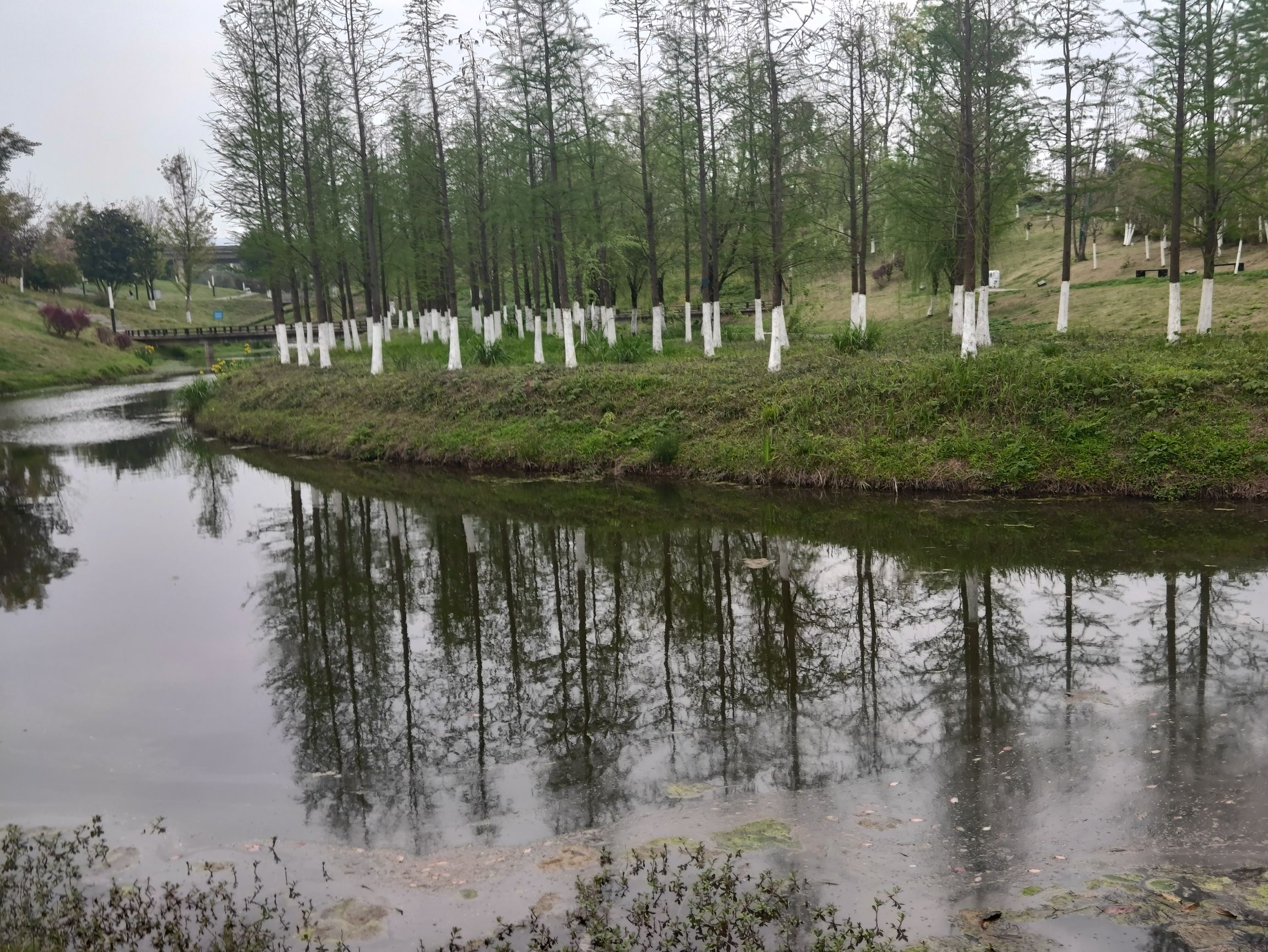 青凤湿地公园旅行图片 1