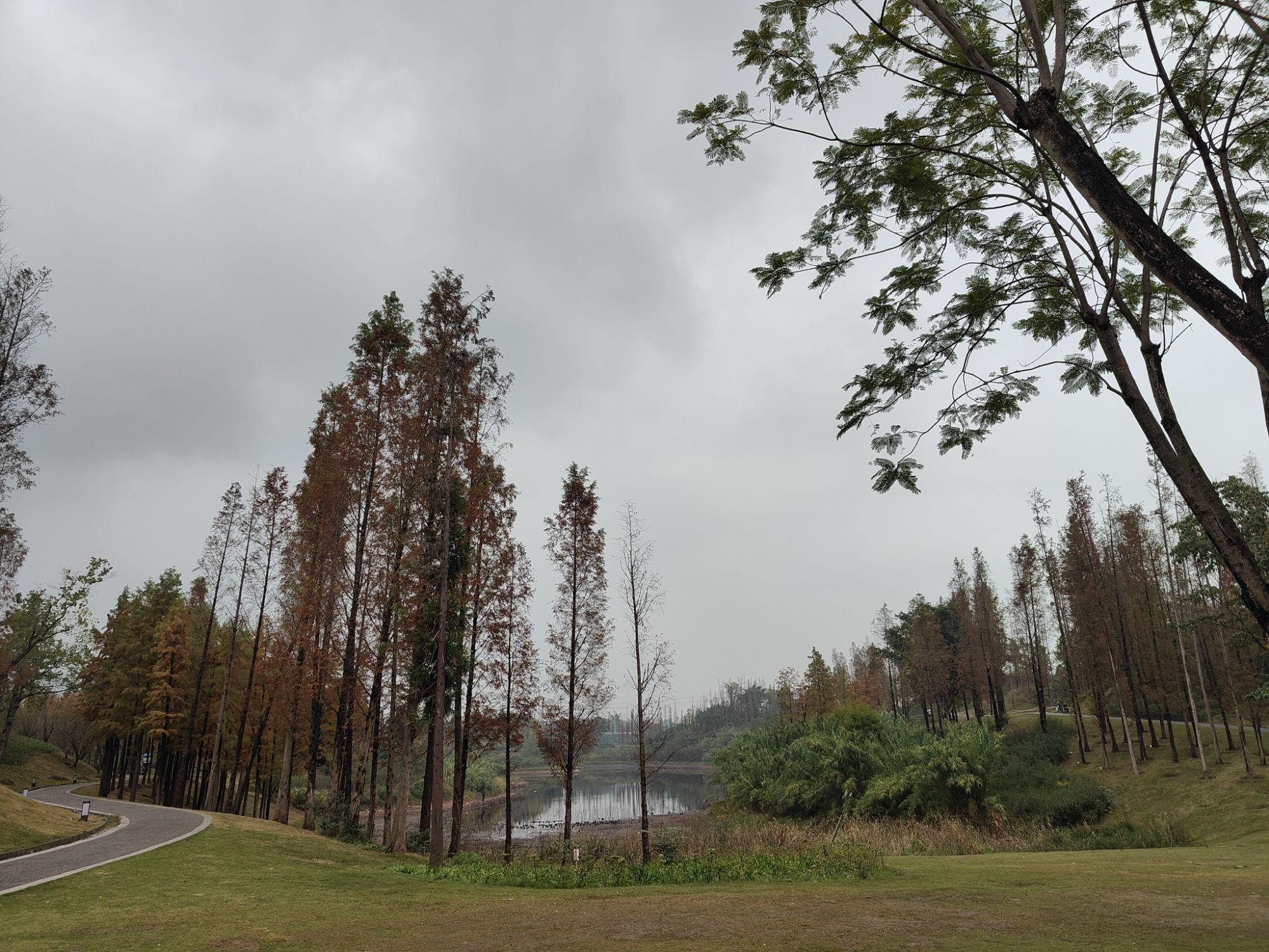 青凤湿地公园旅行图片 2