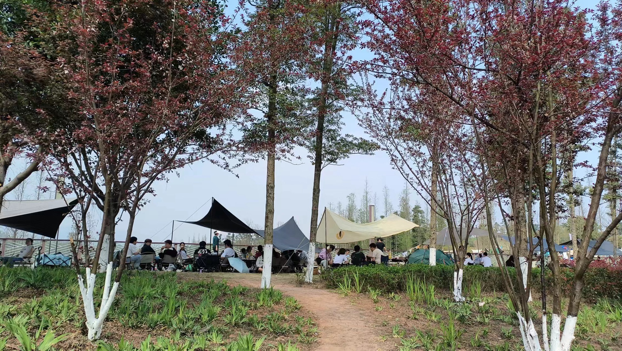 青凤湿地公园旅行图片 2