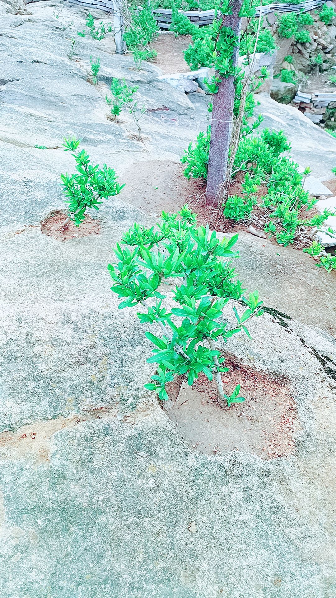 欢山子北花一号风景旅游区旅行图片 2