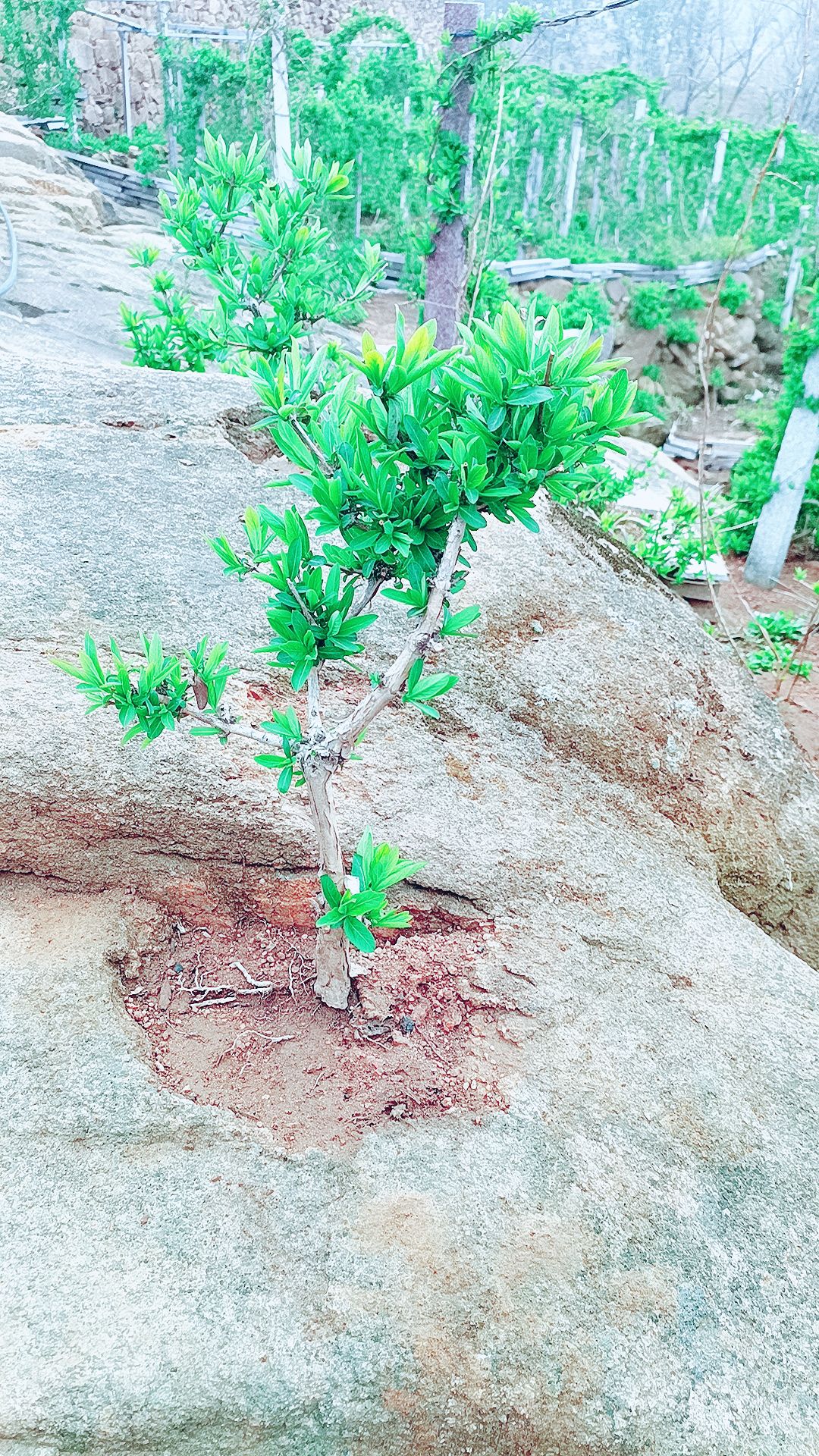 欢山子北花一号风景旅游区旅行图片 3