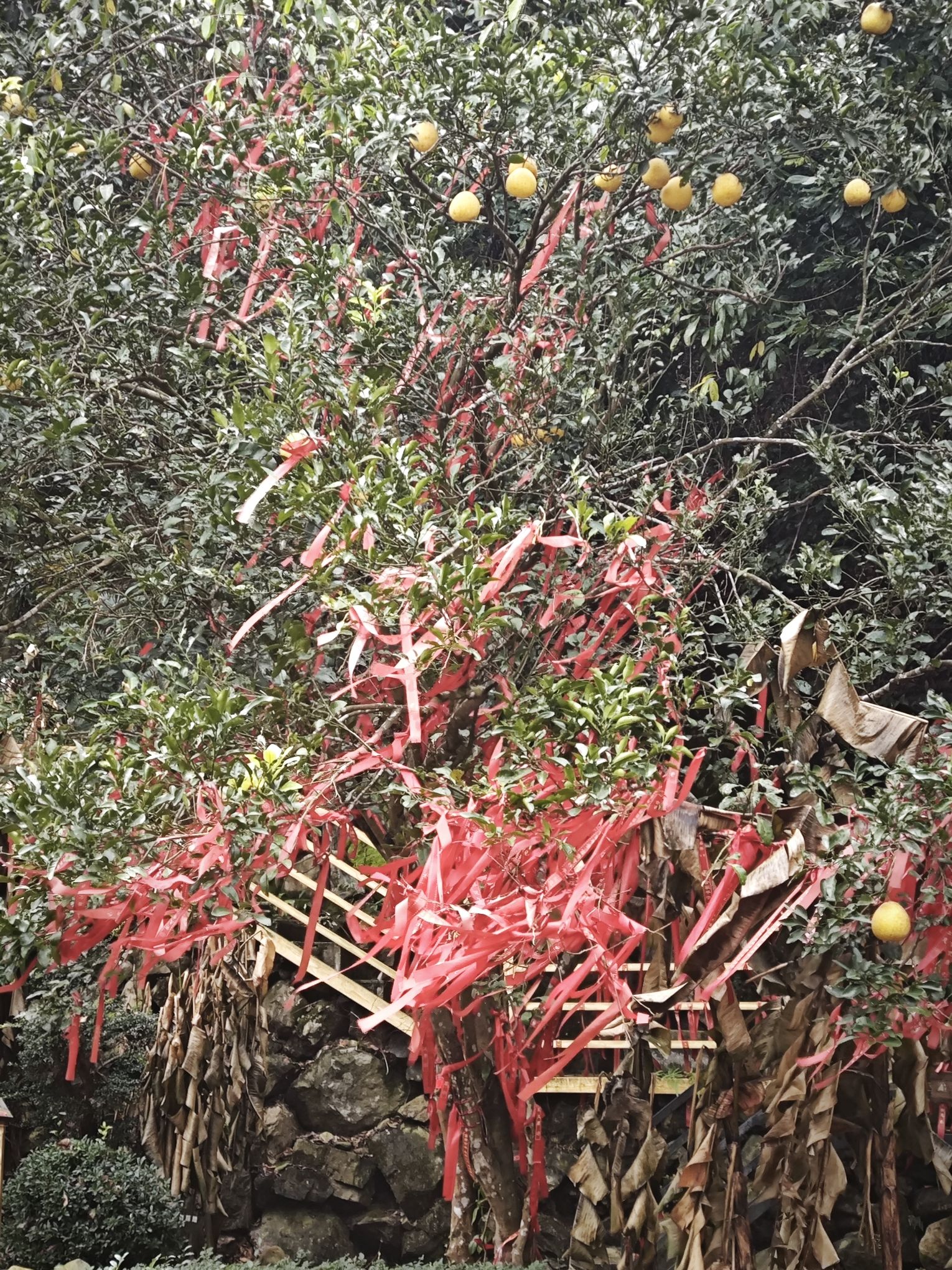 丽水坐忘谷景区旅行图片 2
