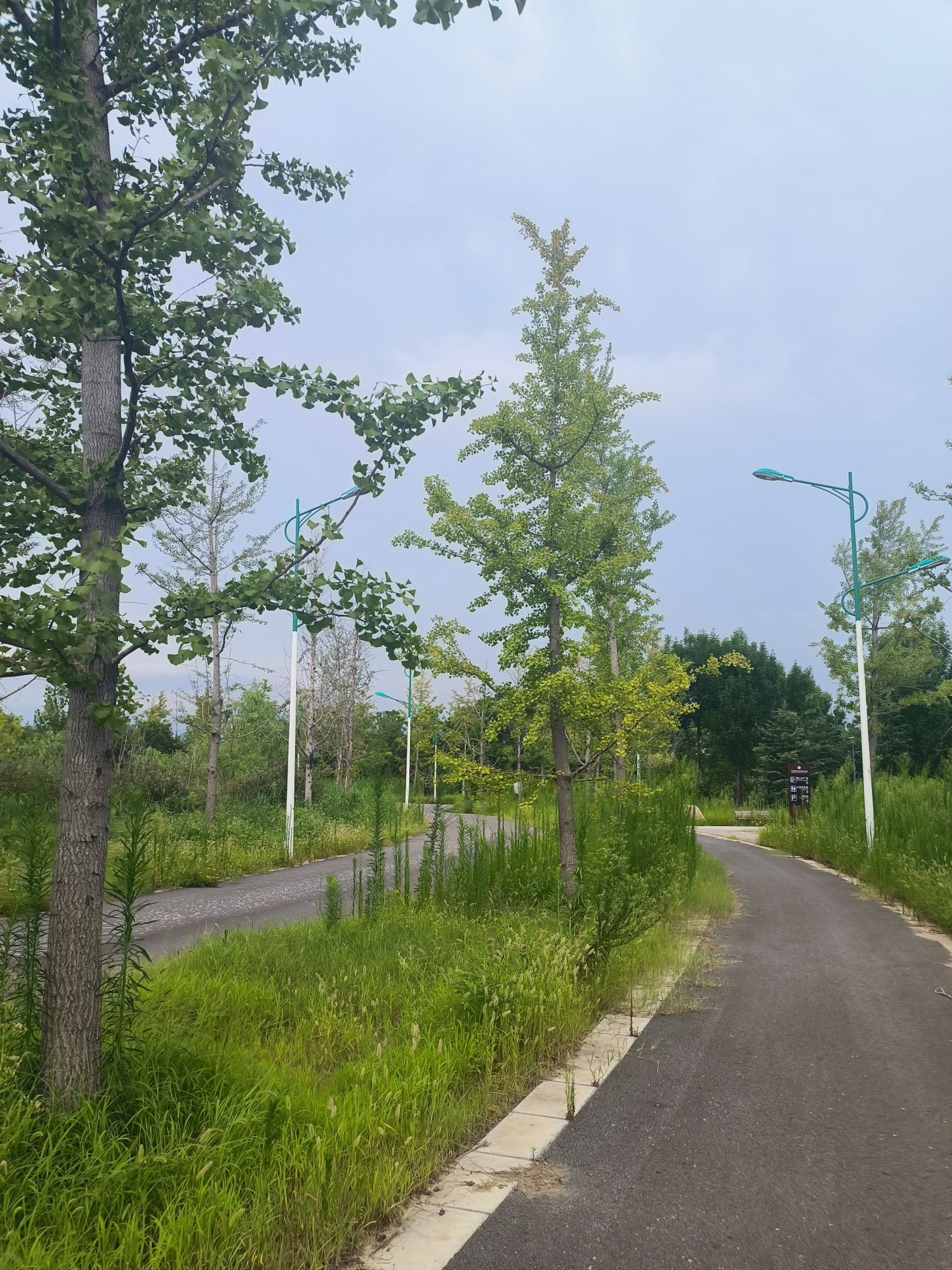中牟森林公园旅行图片 2