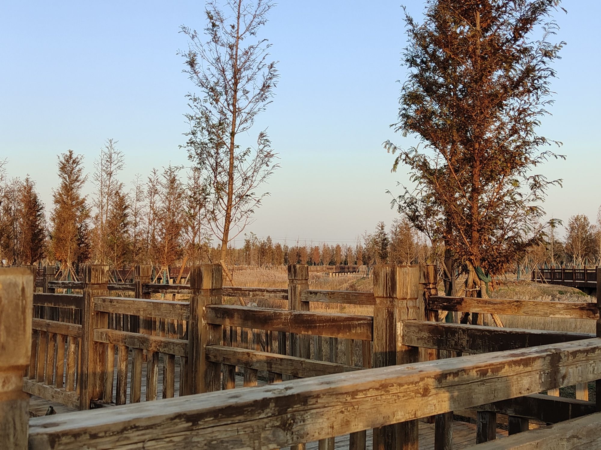 中牟森林公园旅行图片 3