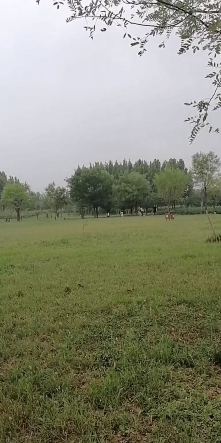 大沙河森林公园旅行图片 1