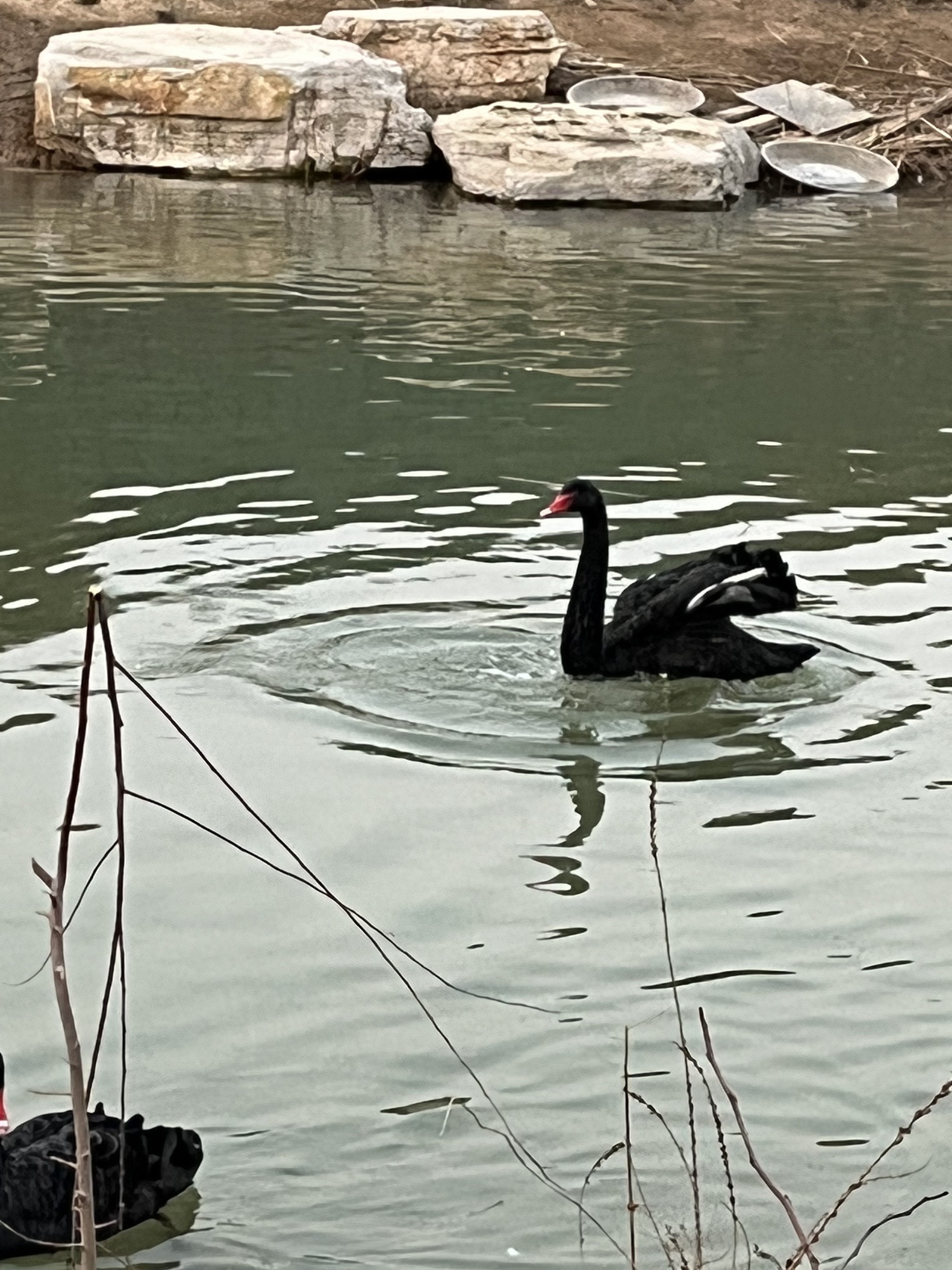 龙星公园旅行图片 1