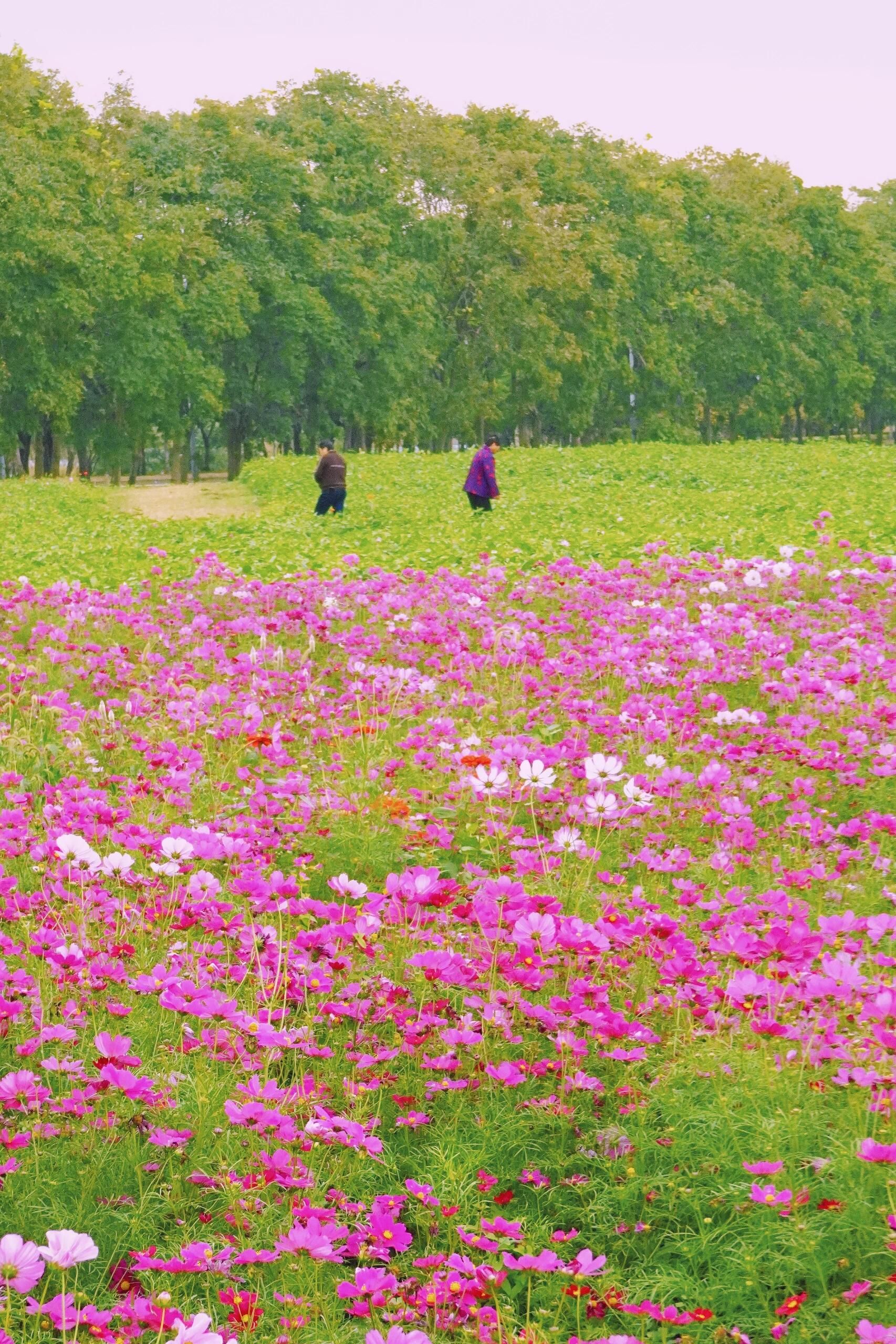 宛山湖西路联福路花海旅行图片 3