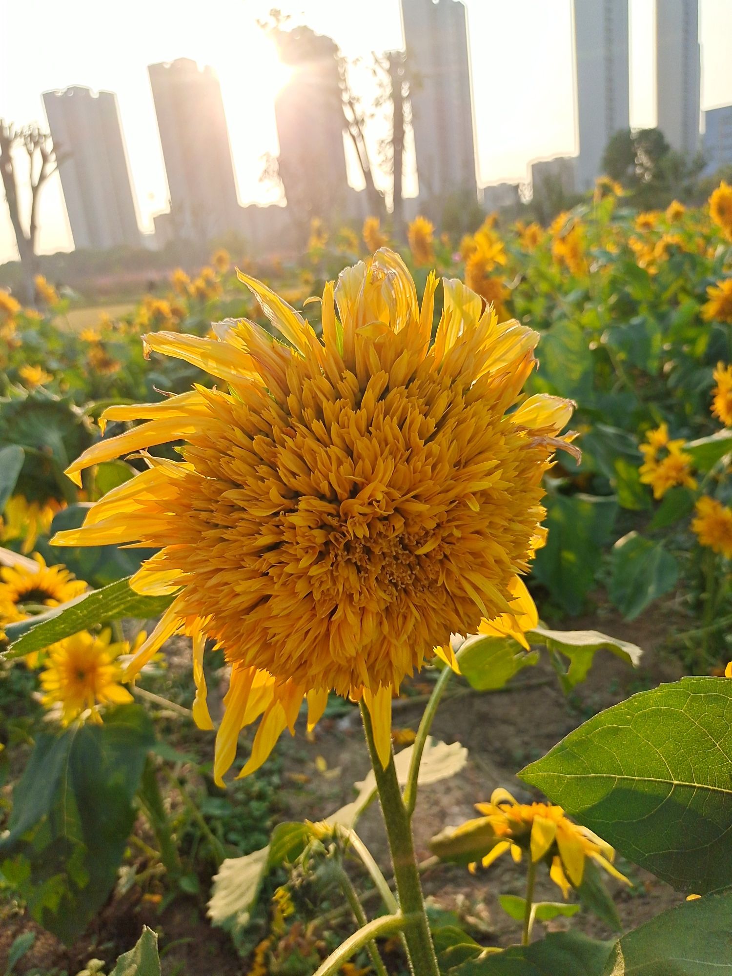 宛山湖西路联福路花海旅行图片 3