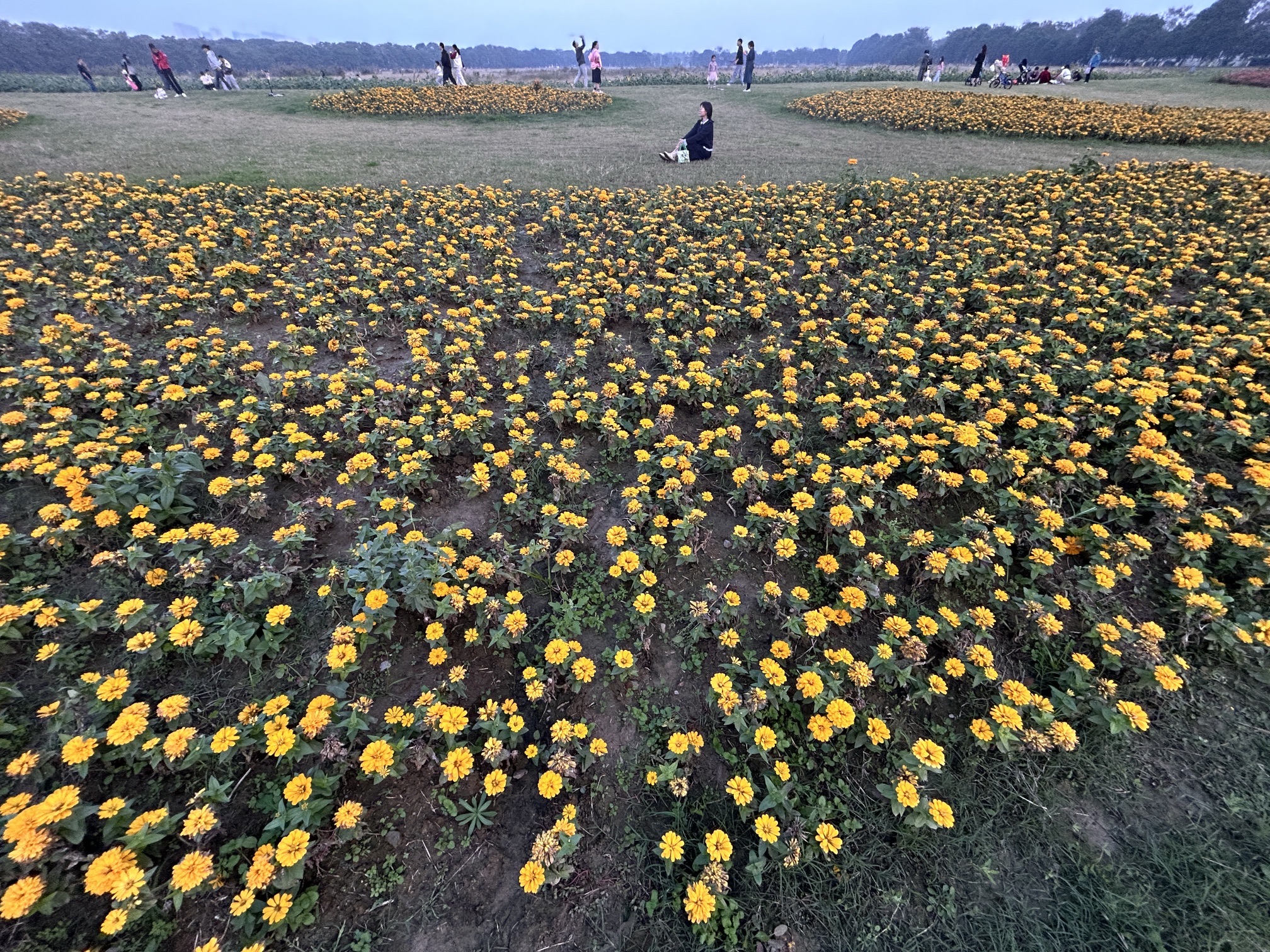 宛山湖西路联福路花海旅行图片 1