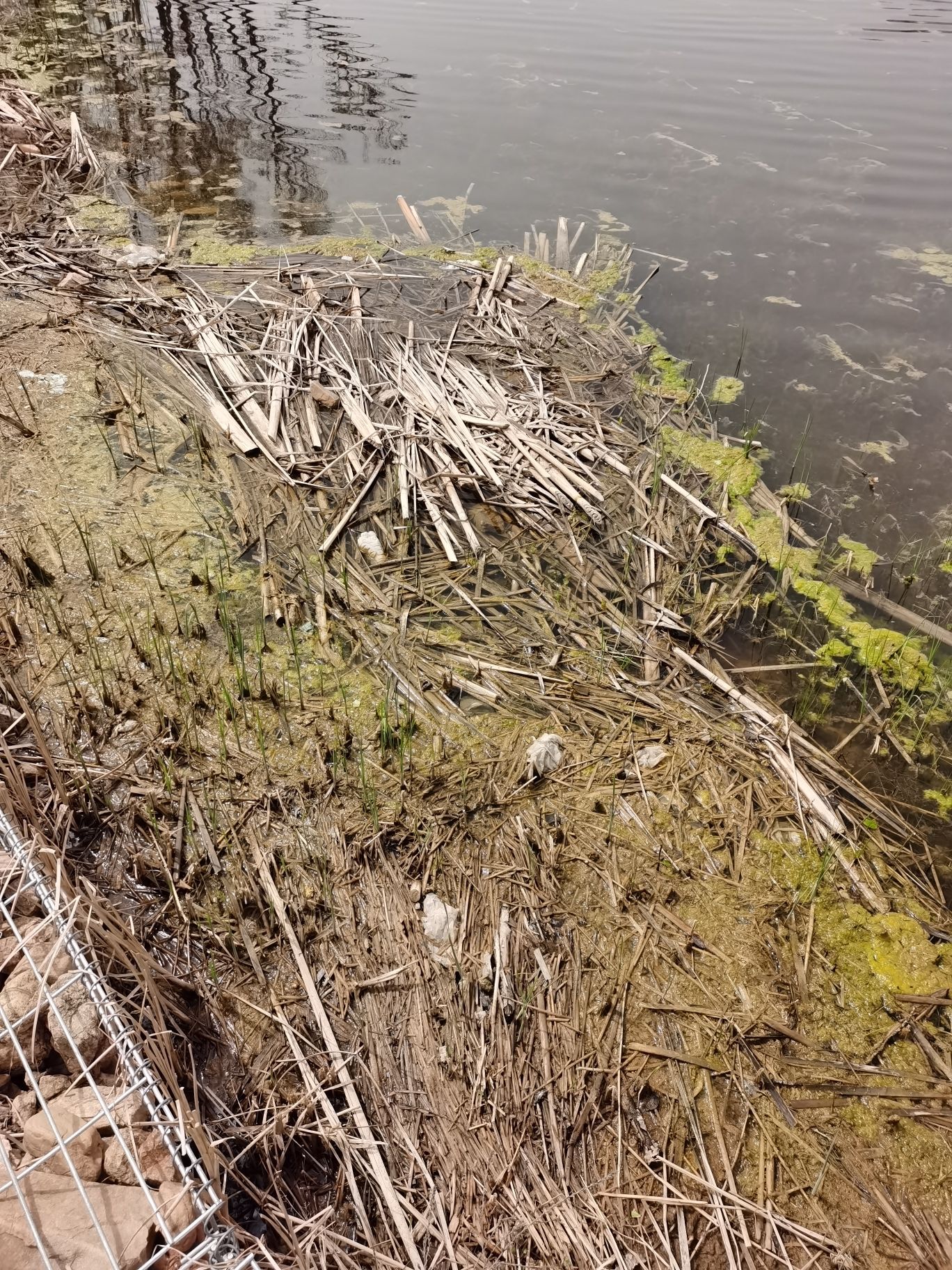 南河湾湿地公园旅行图片 1