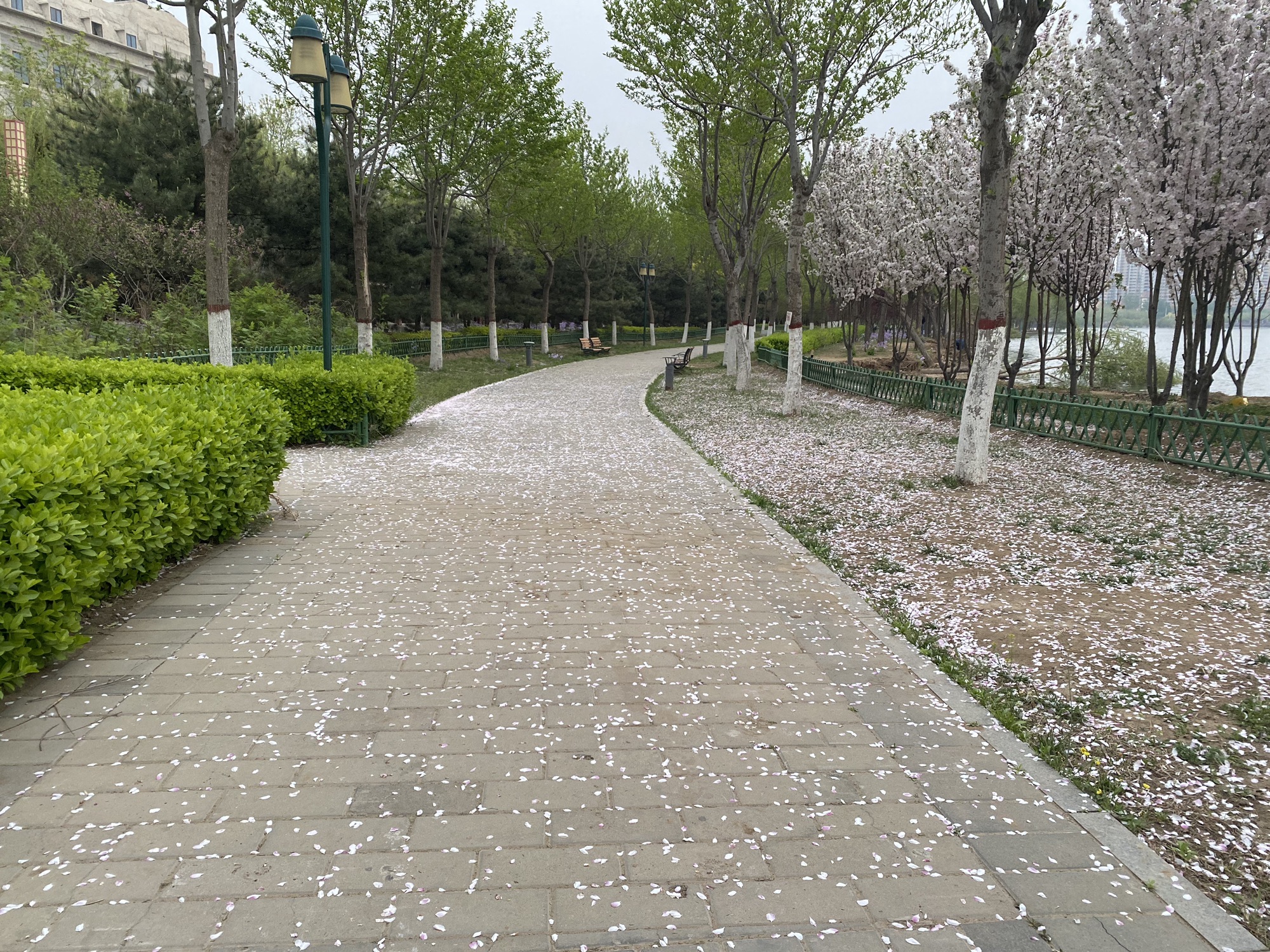 潮白河燕郊公园旅行图片 3