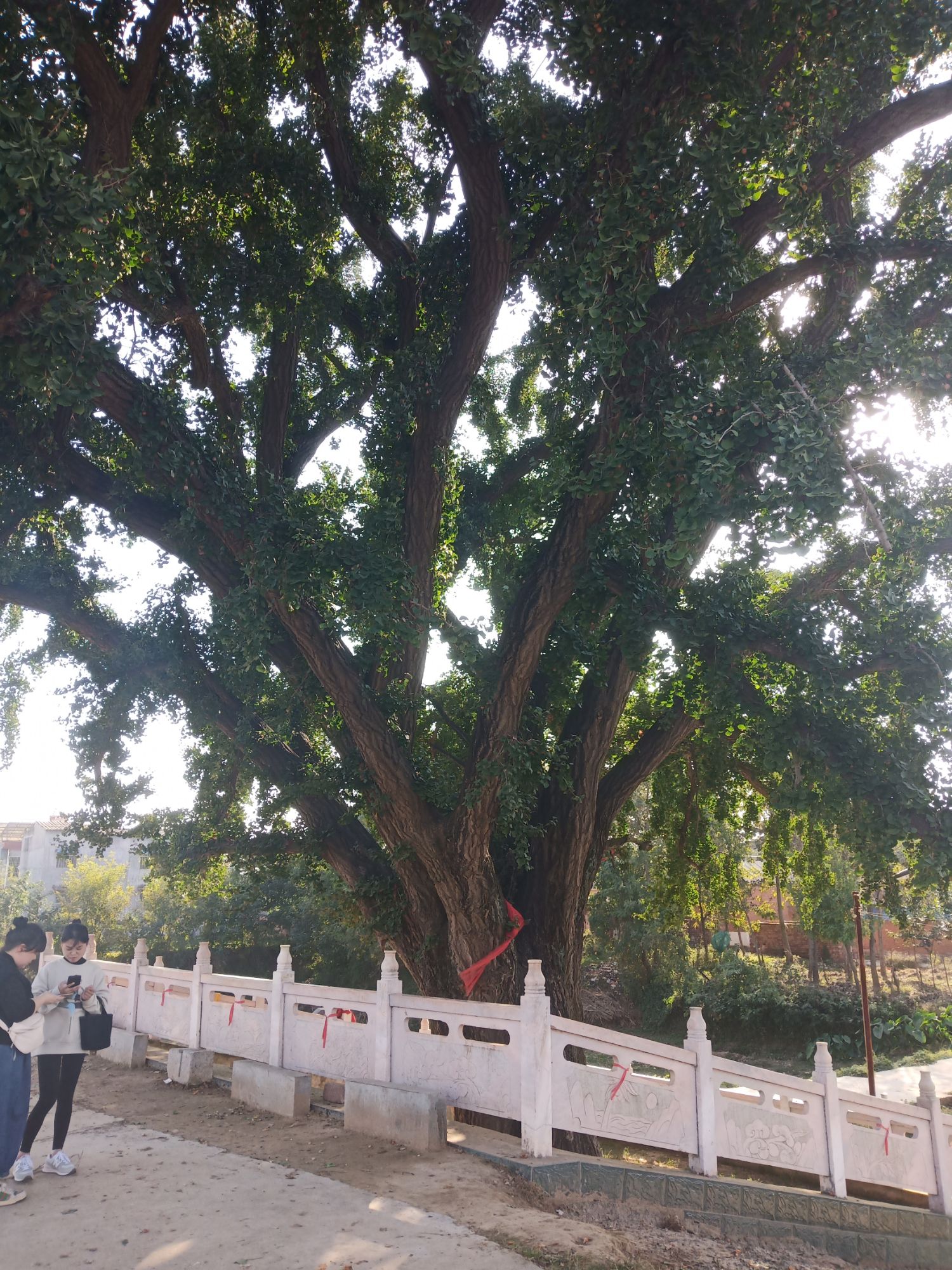 妆头村白果树景区旅行图片 1