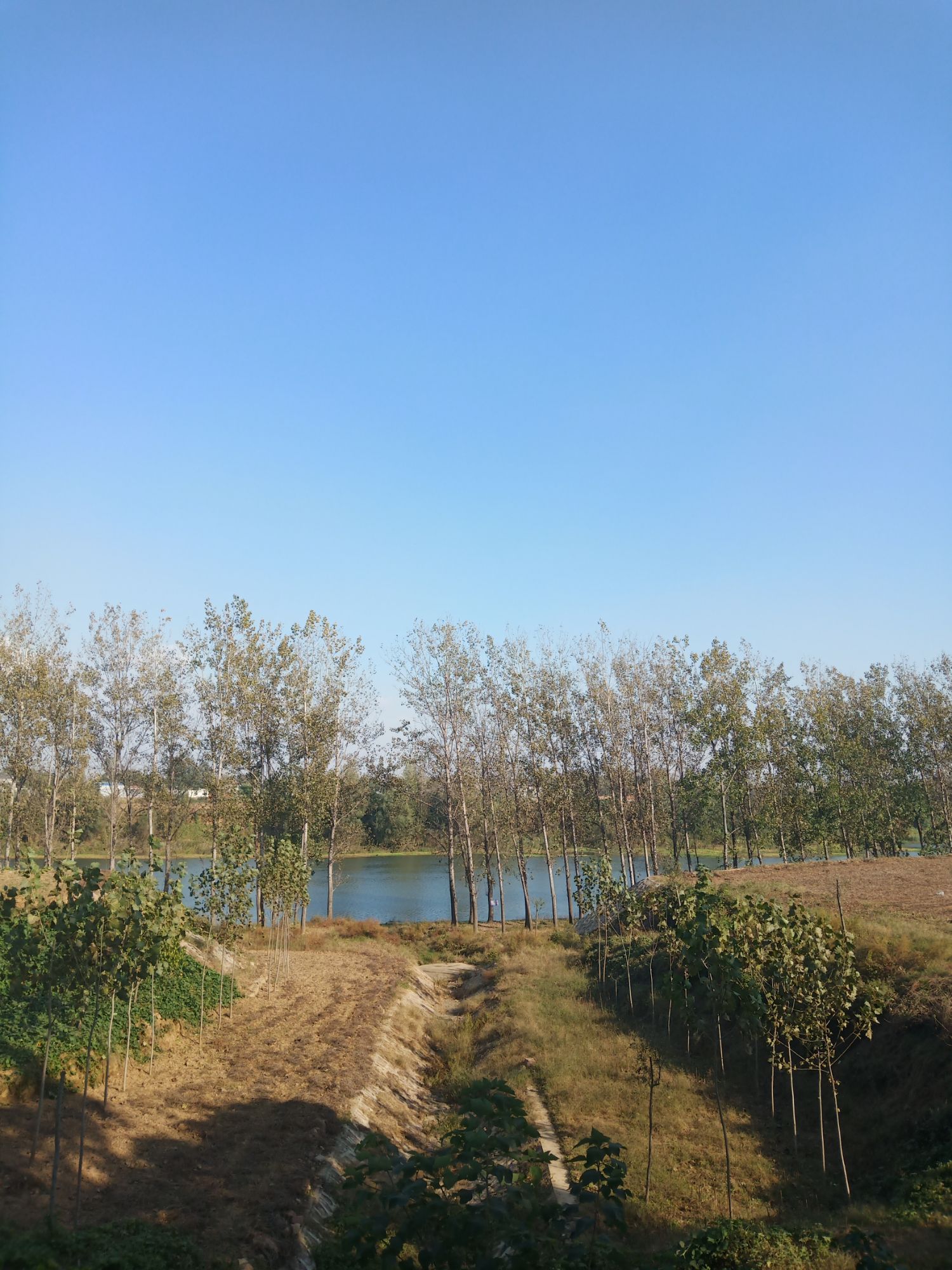 妆头村白果树景区旅行图片 2