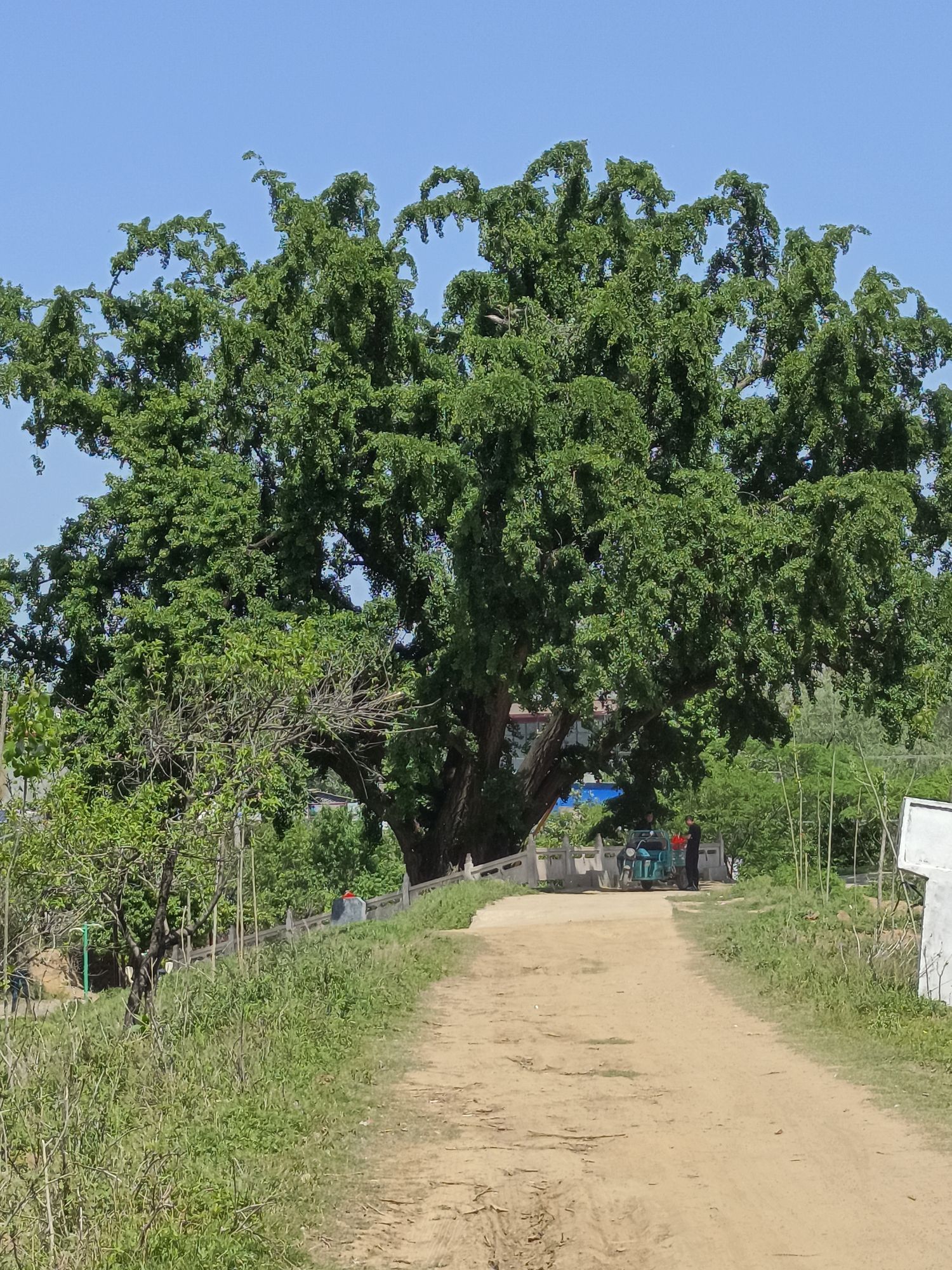 妆头村白果树景区旅行图片 2