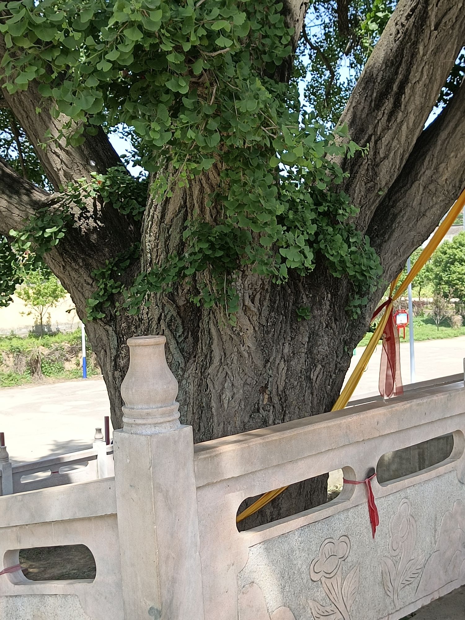 妆头村白果树景区旅行图片 3