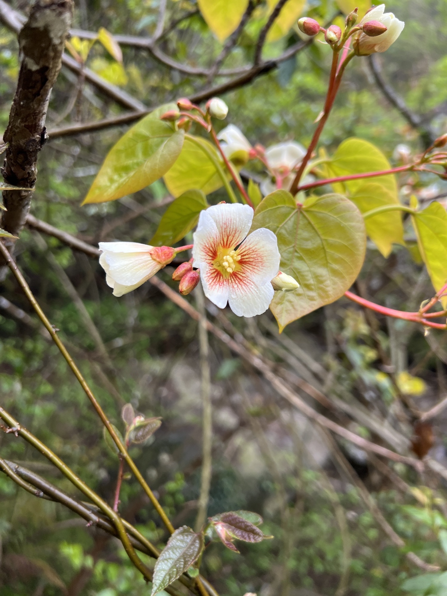 炮台岗烽火台旅行图片 1
