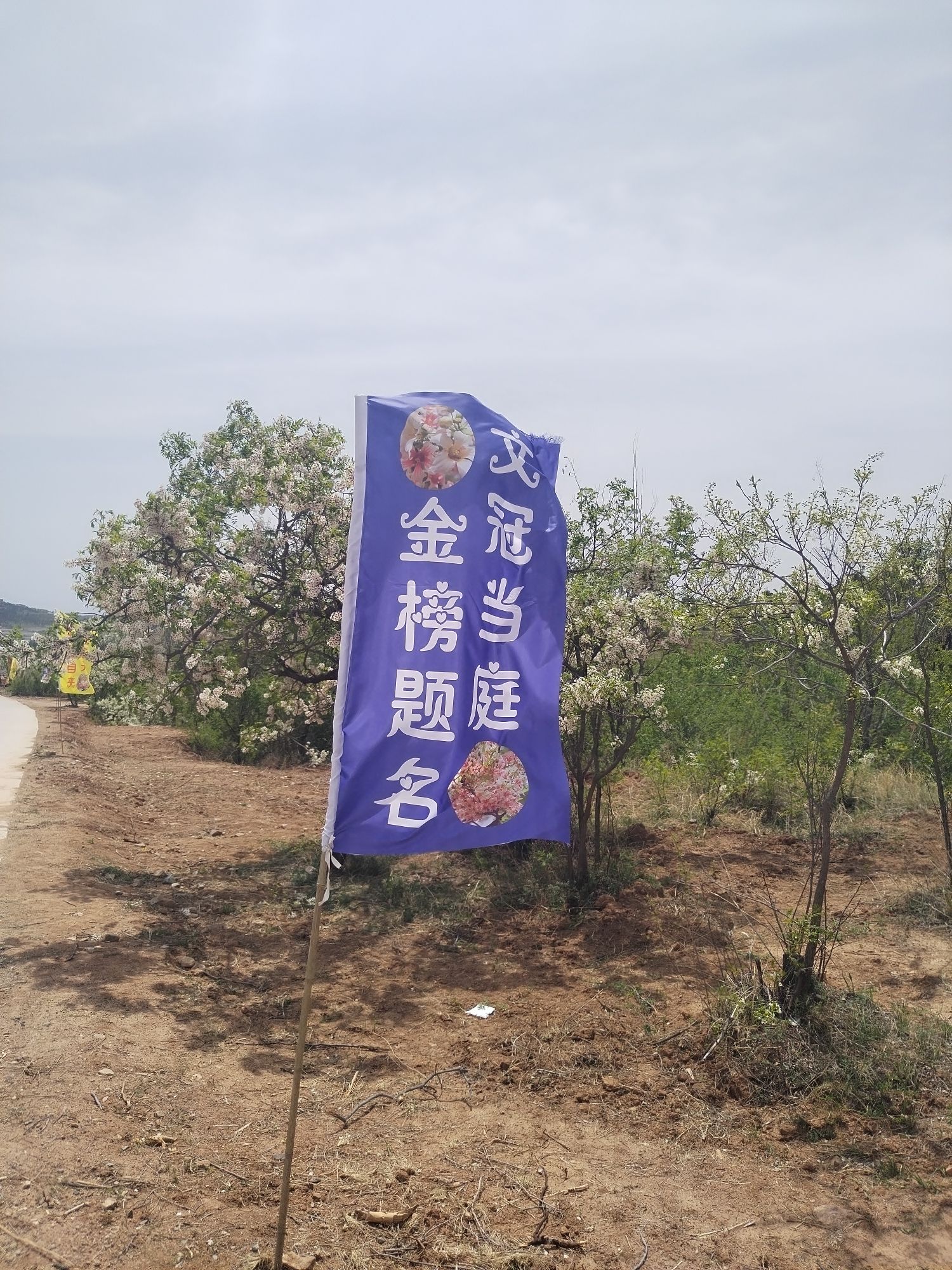 青松岭乡迟杖子村文冠果花海旅行图片 3